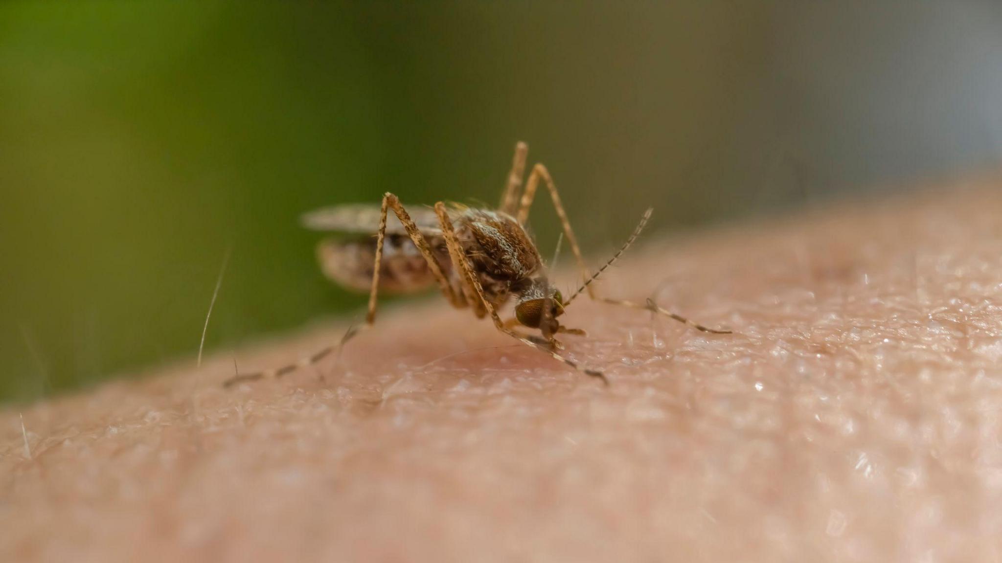 Mosquito on the skin.