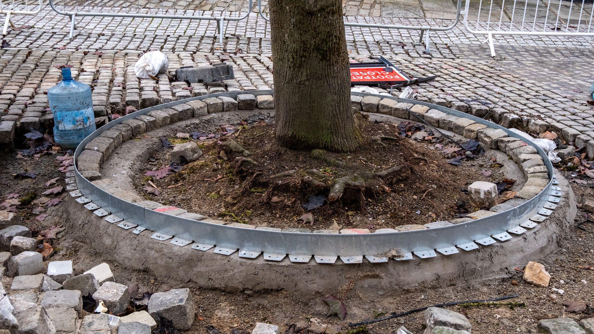 A cobbled, brick floor has been excavated around a tree. A metal ring goes around the tree and sits above the excavated area. The trees roots are exposed.