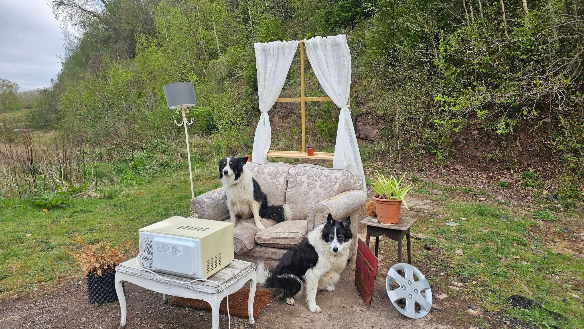 Two Collie-typed dogs photographed at the fly-tipping site. One of them is sat on the sofa and another is sitting in front of it. The sofa now has a microwave on the coffee table in front of it as well as a window, alloy, lamp and two plant pots around it.