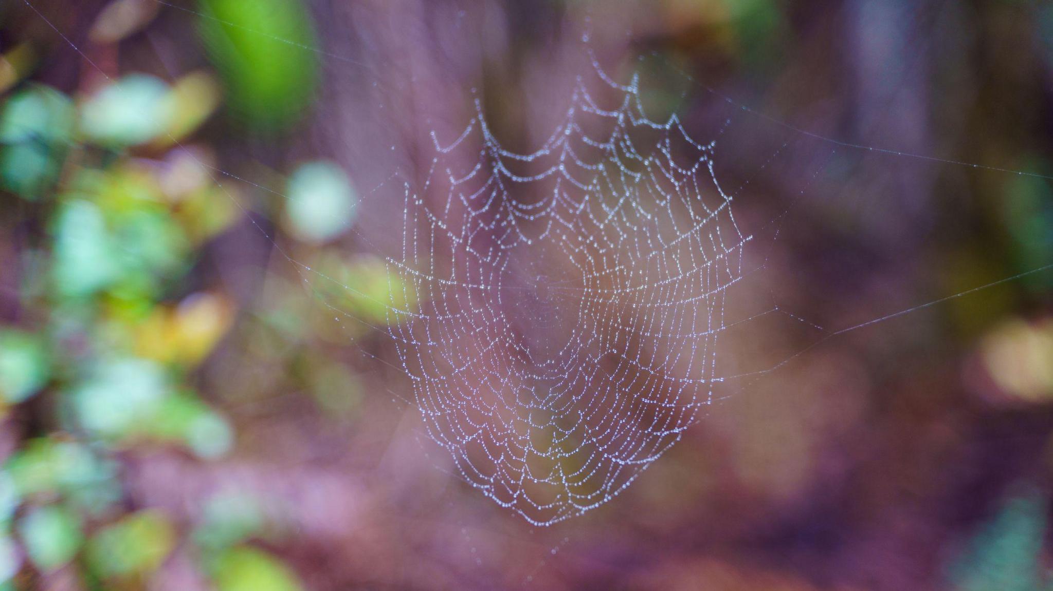 Spider web