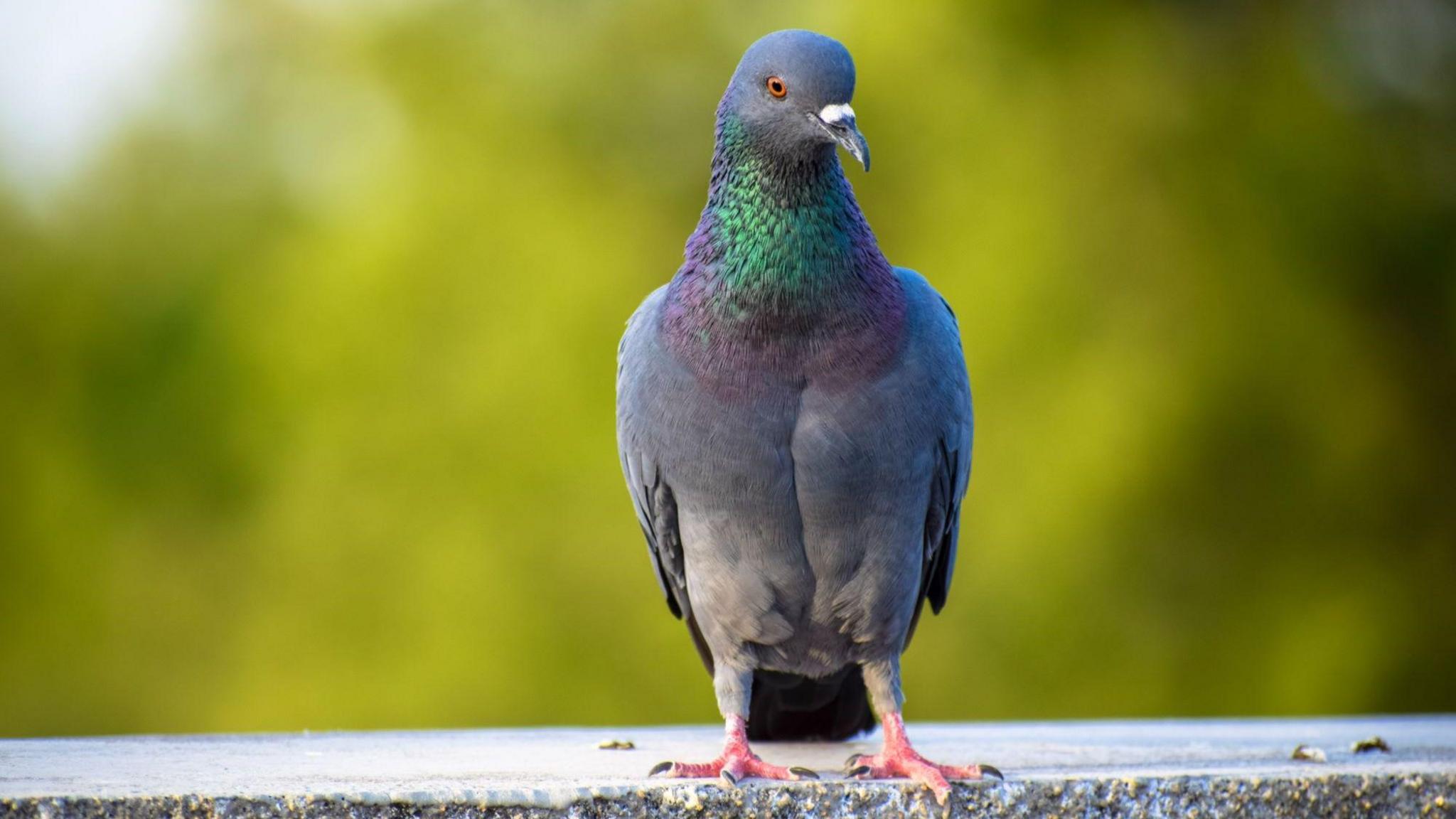 Pigeon sitting on a wall, against a blurred background of greenery 