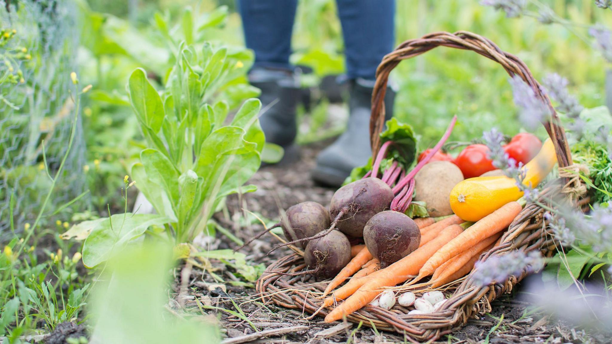 A basket of vegetables in the foreground surrounded by other plants and a pair of boots in the background