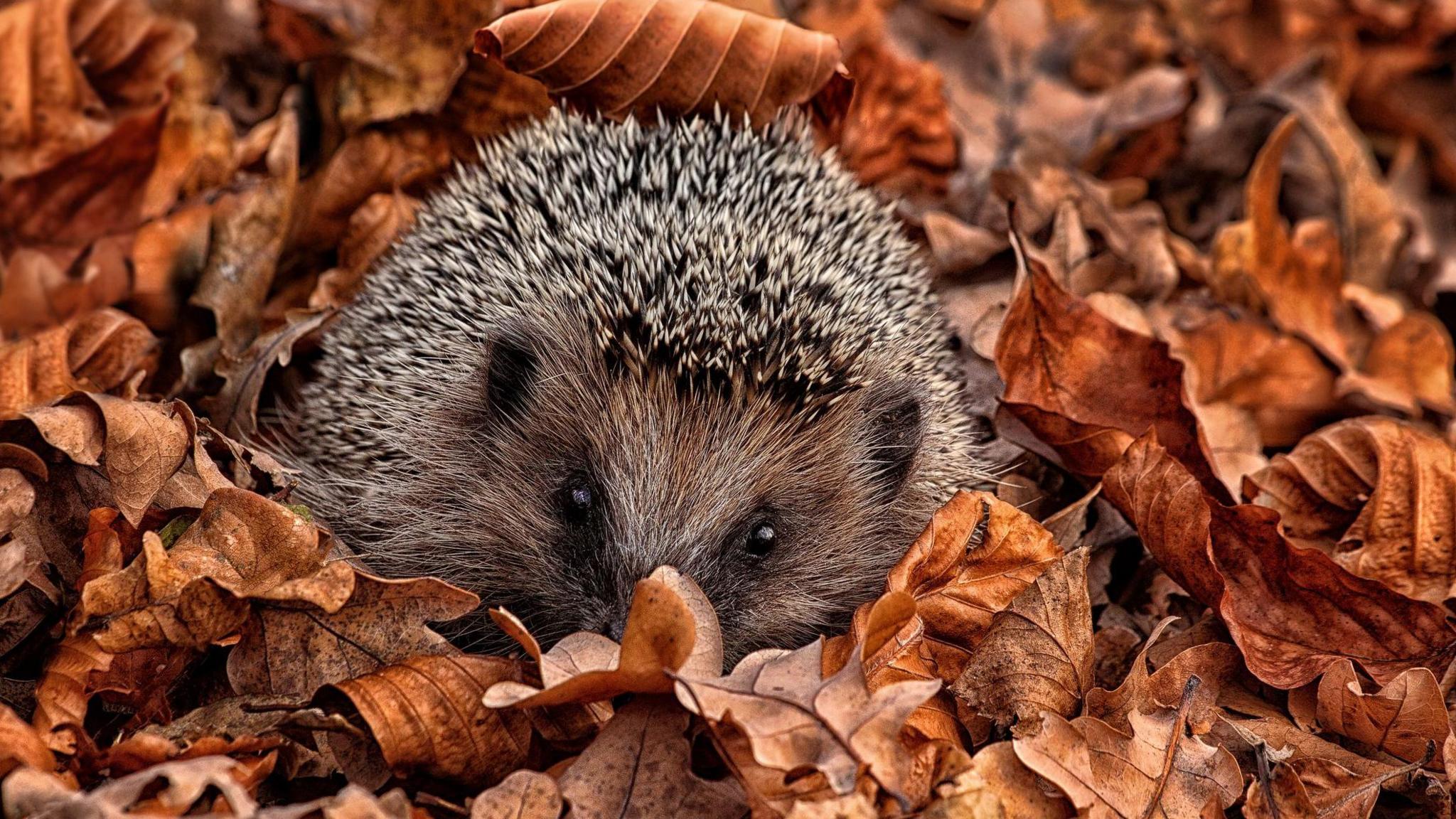 hedgehog in leaves