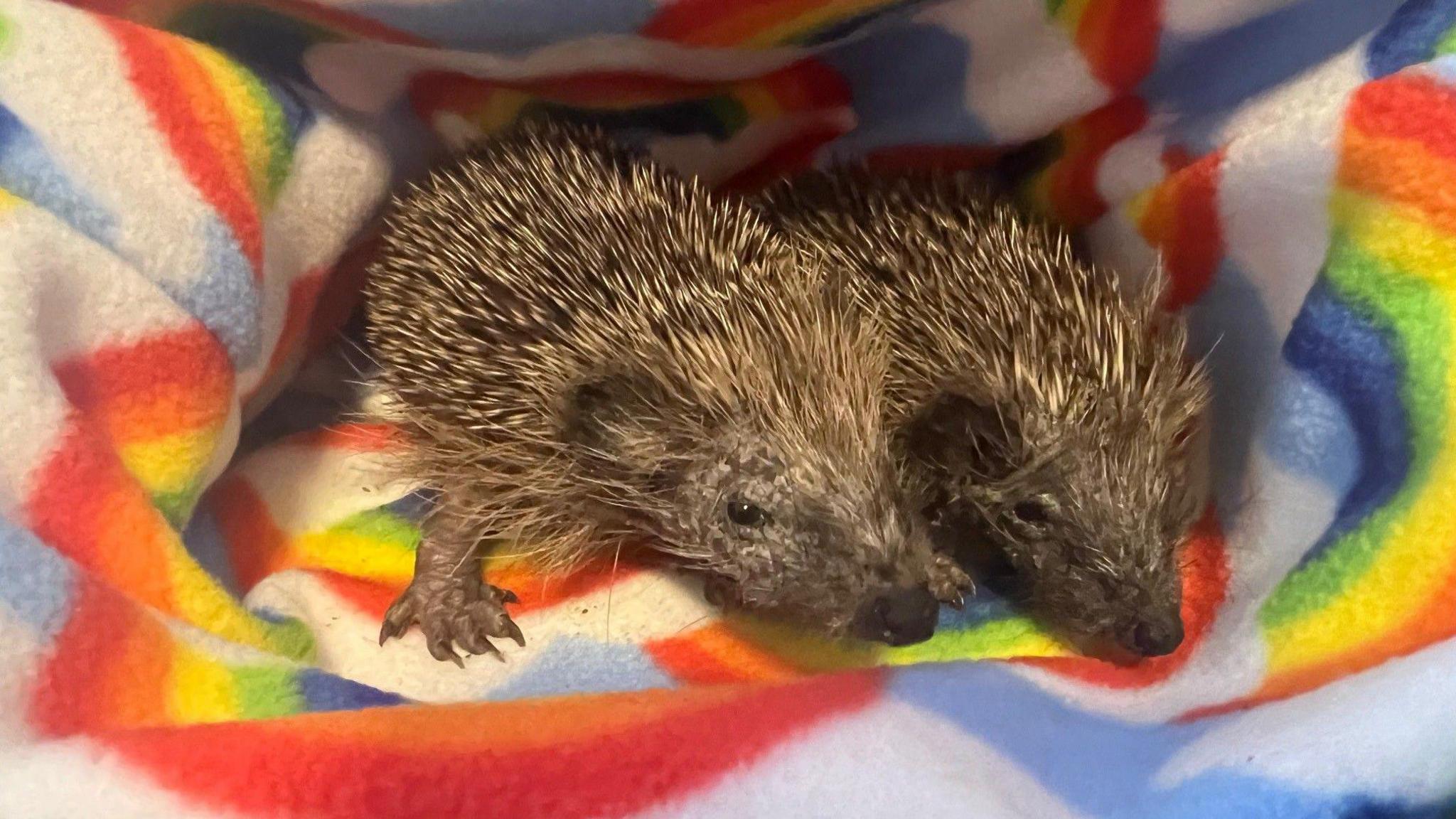 Two hoglets lie together on a rainbow-coloured blanket.