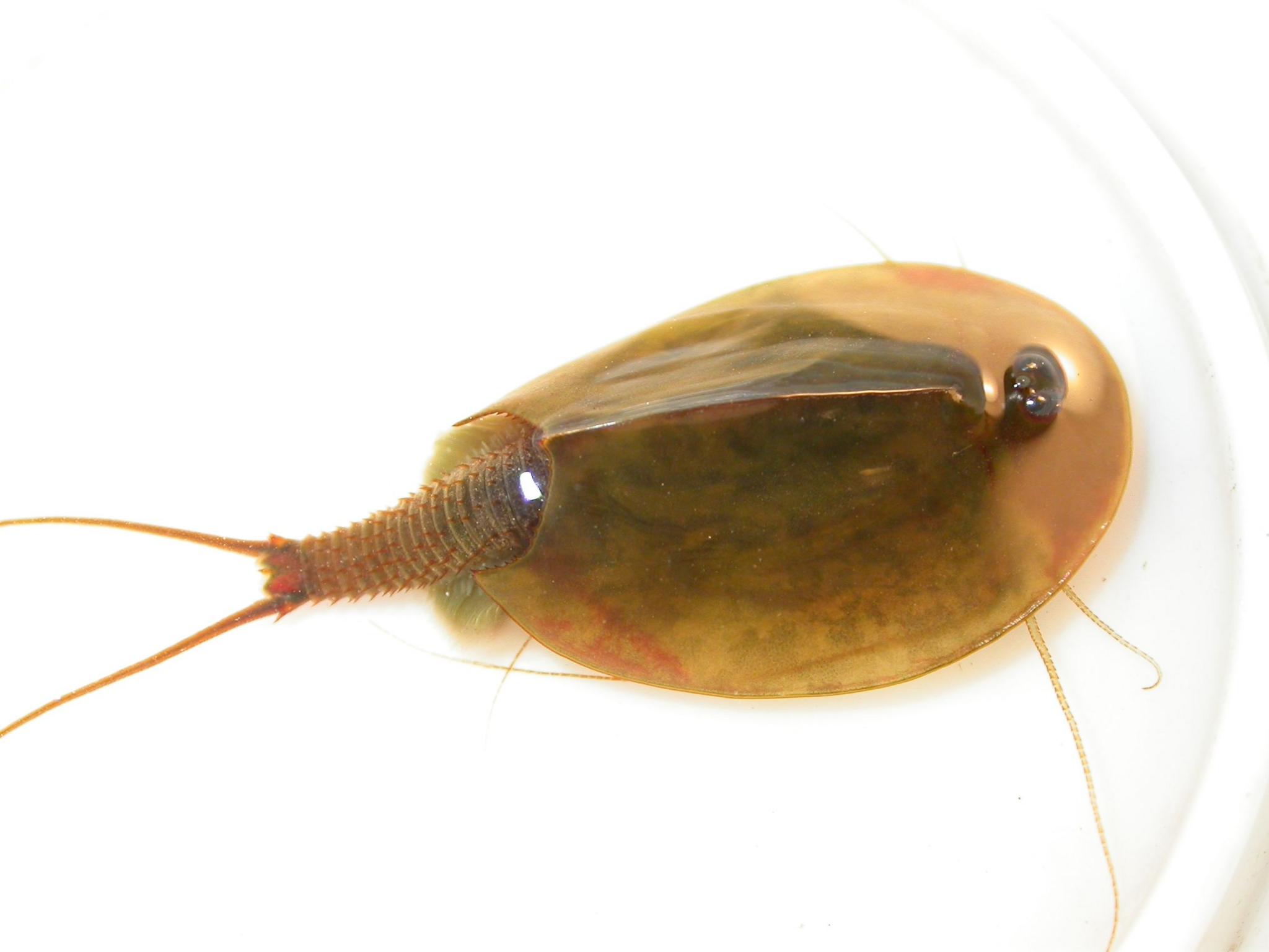 A clearer image of the tadpole shrimp against a white background