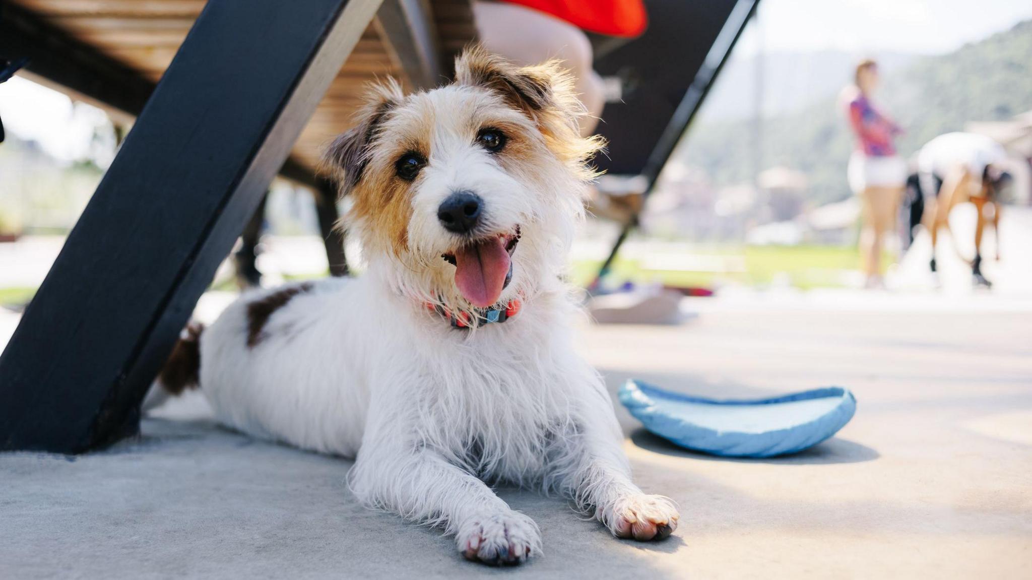 Cute dog lying on the ground outside. 