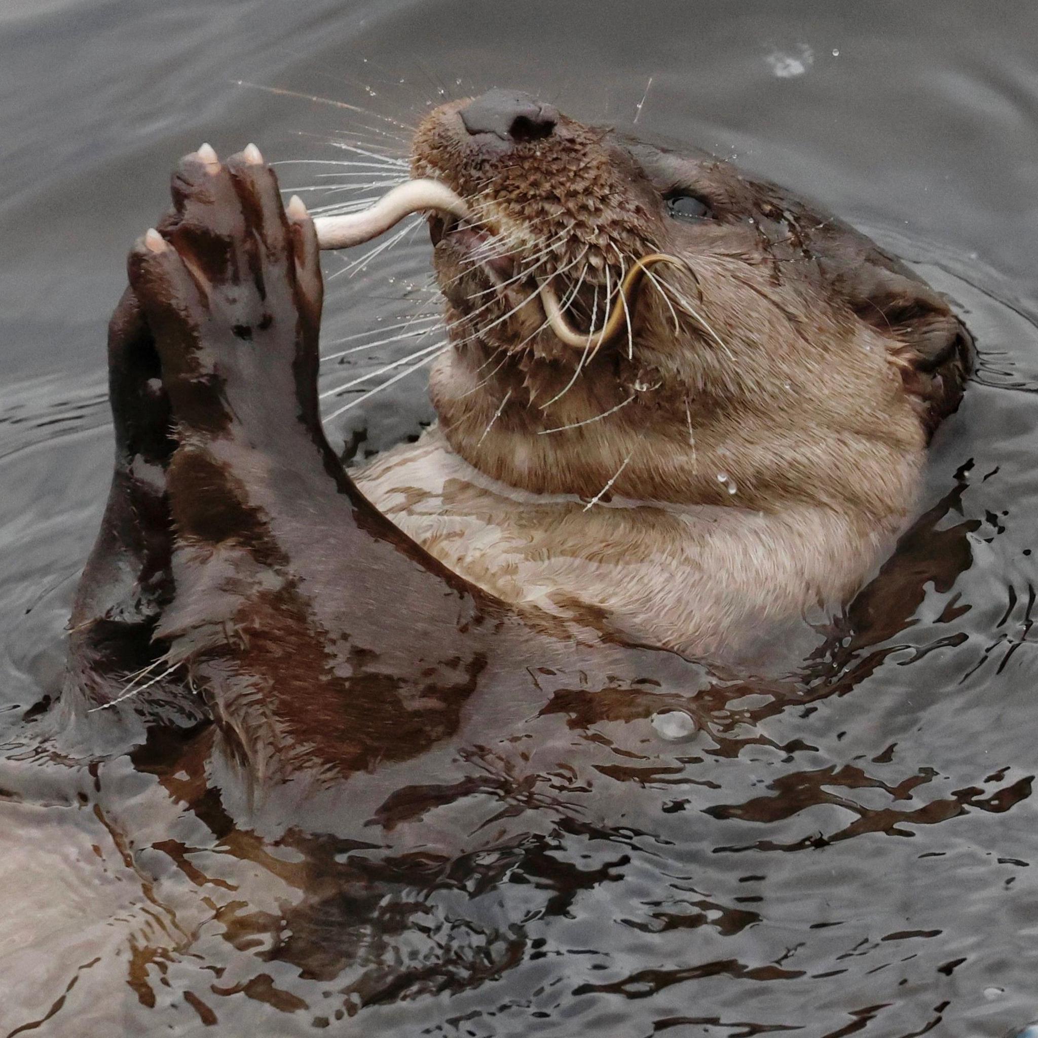 Otter on back in water with its webbed front paws together holding a small eel-like creature which is also in its mouth.