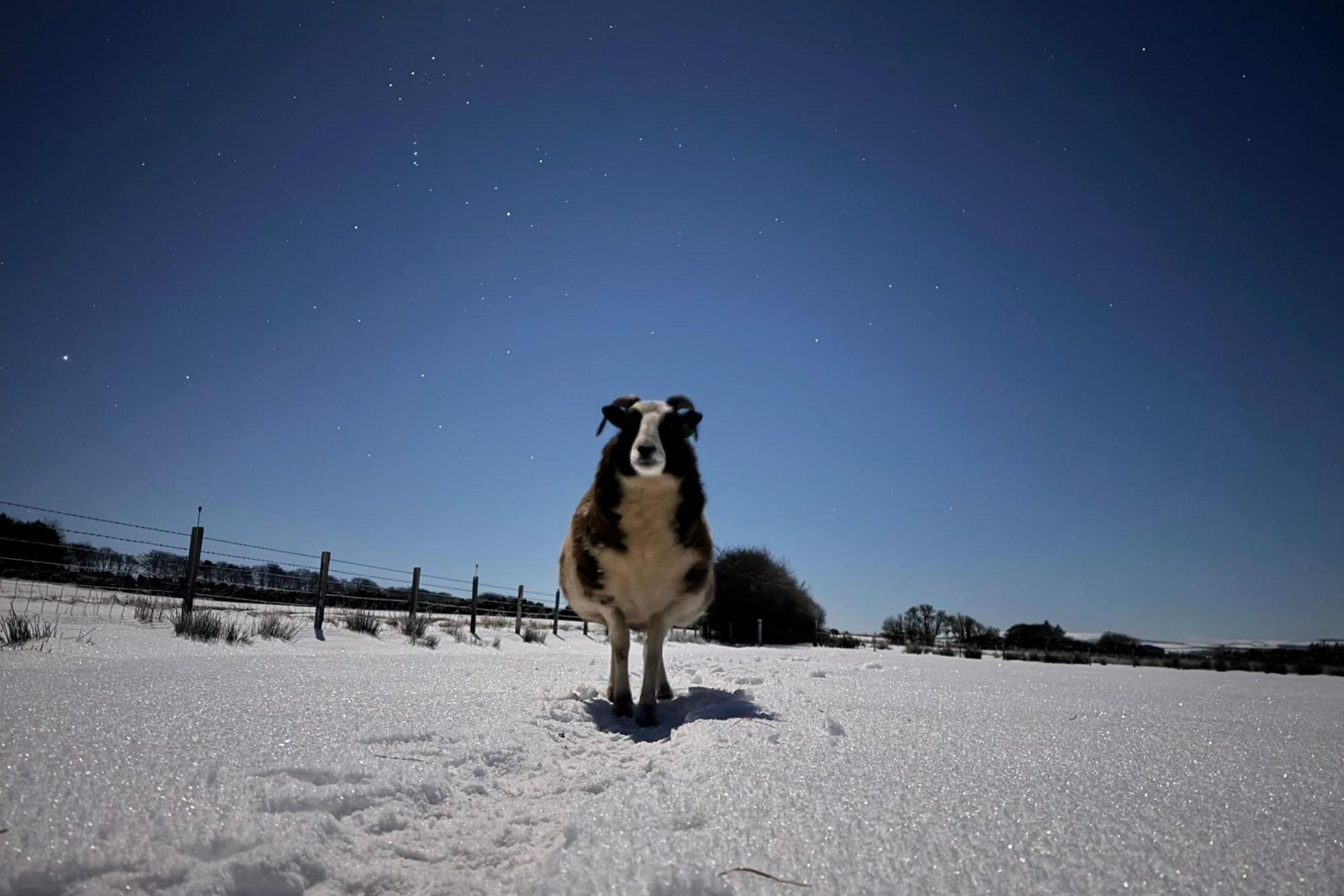 The sheep is standing in a field covered in snow. Stars are shining brightly in the night sky. The scene is lit up by moonlight.