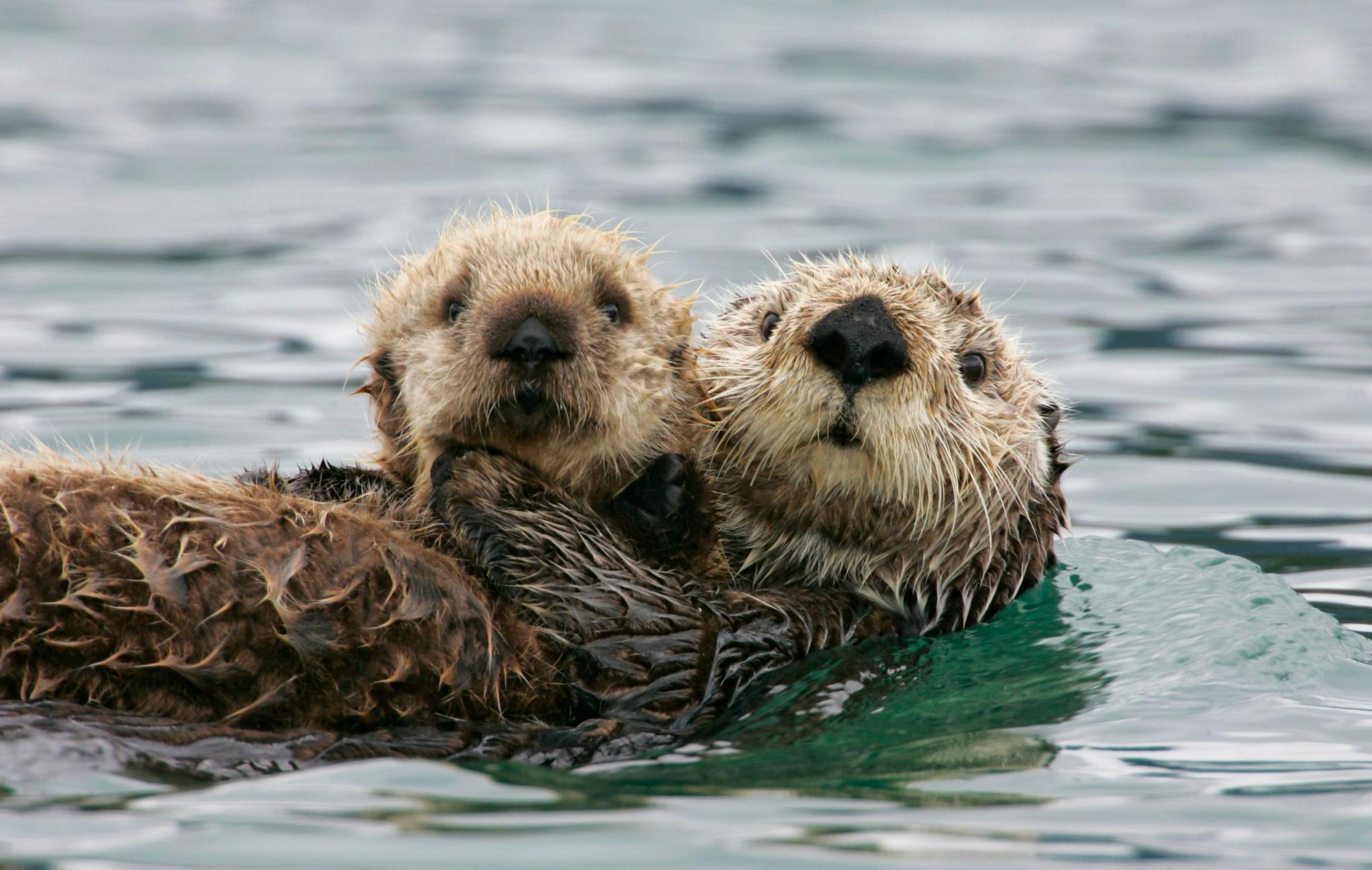 Sea otter with pup floating on the water looking at the camera