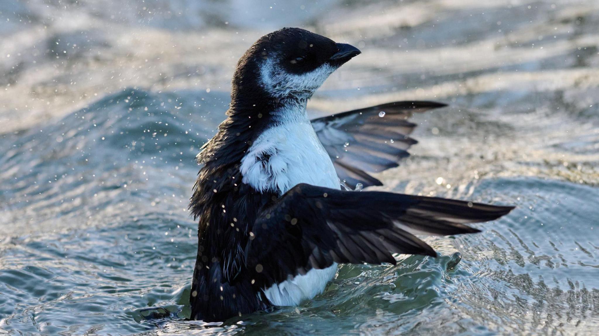 A little auk emerges from water.