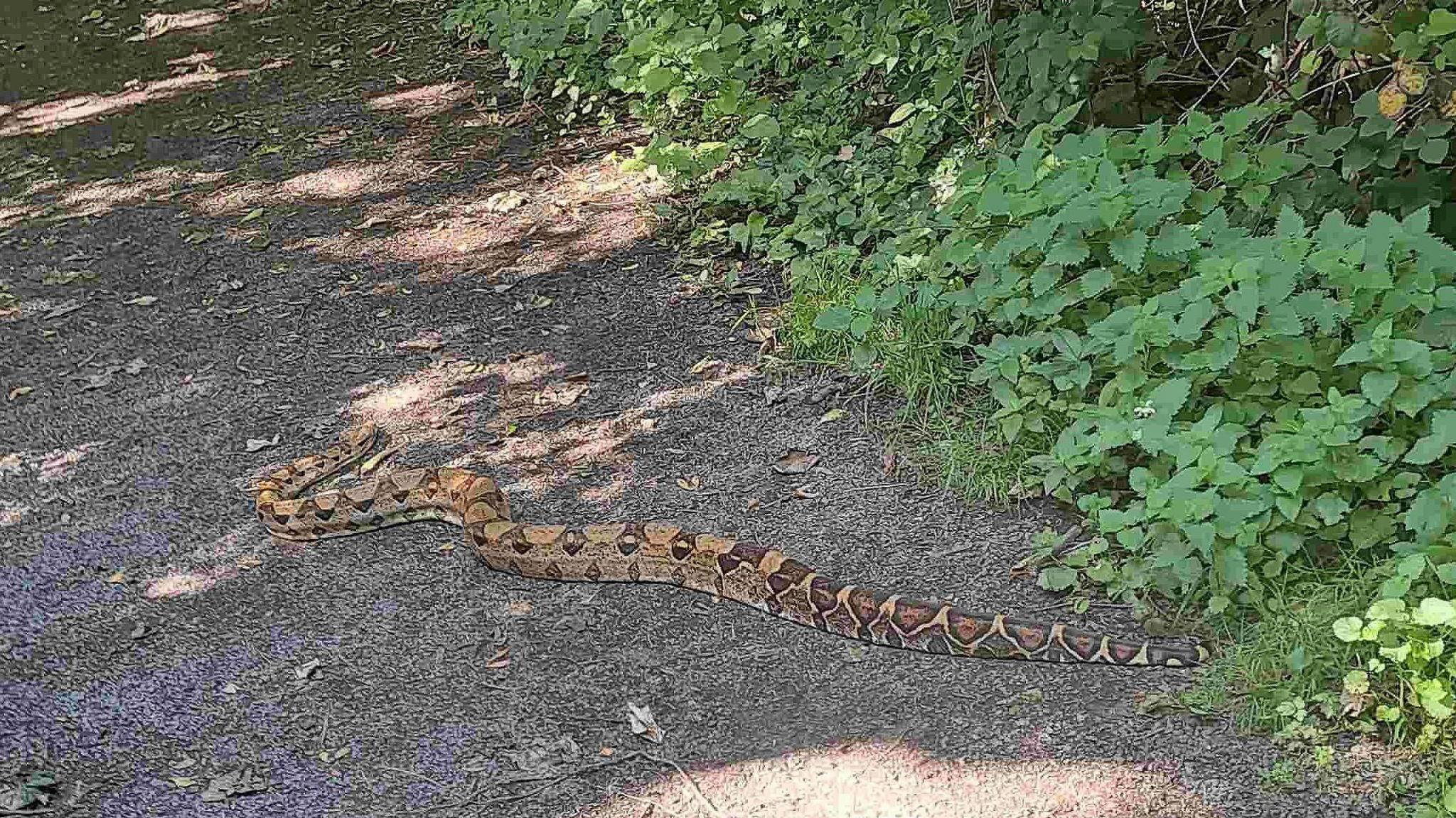 Snake in park