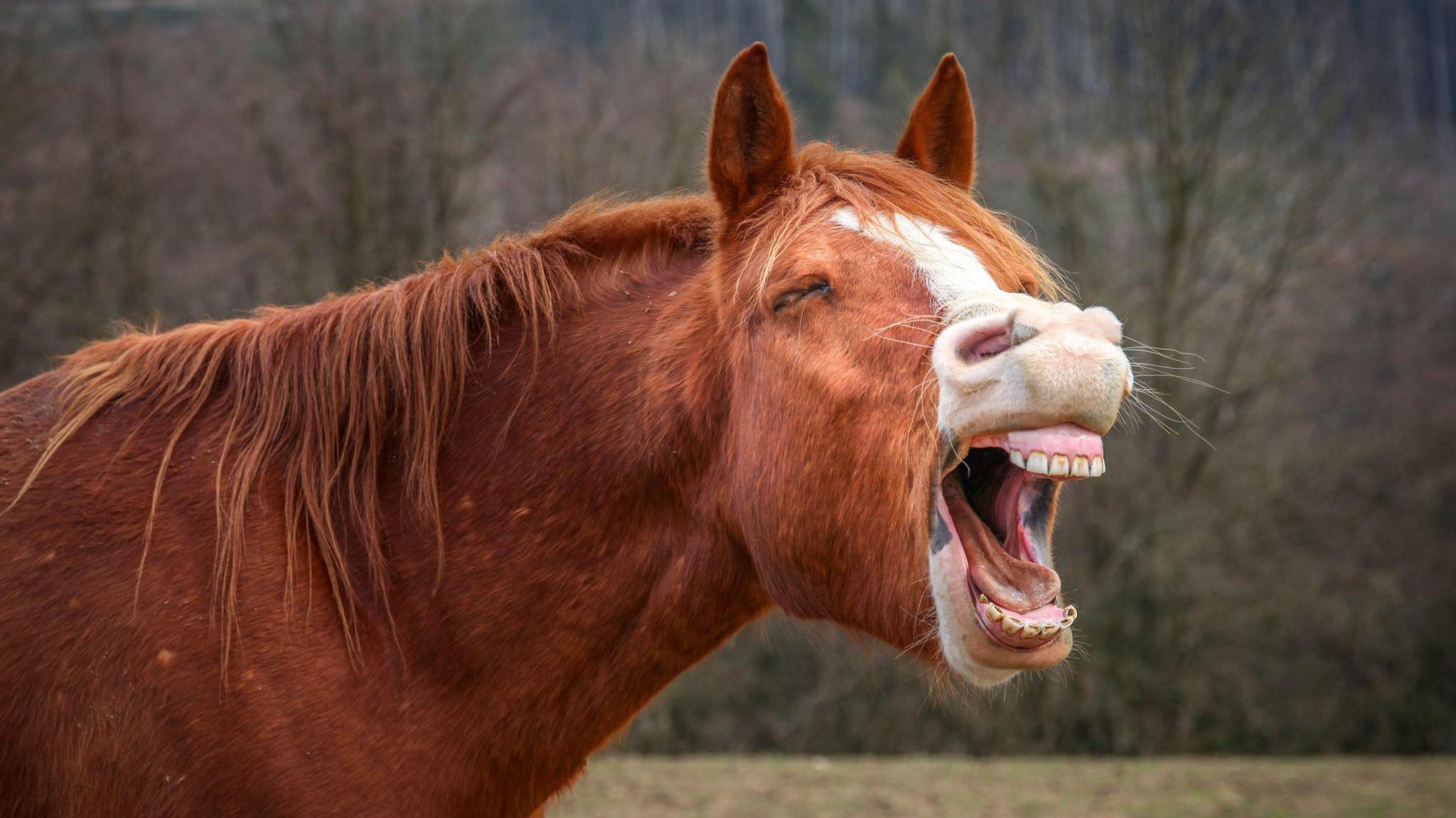 a brown horse with its eyes shut making a neigh, with trees and grass in the background