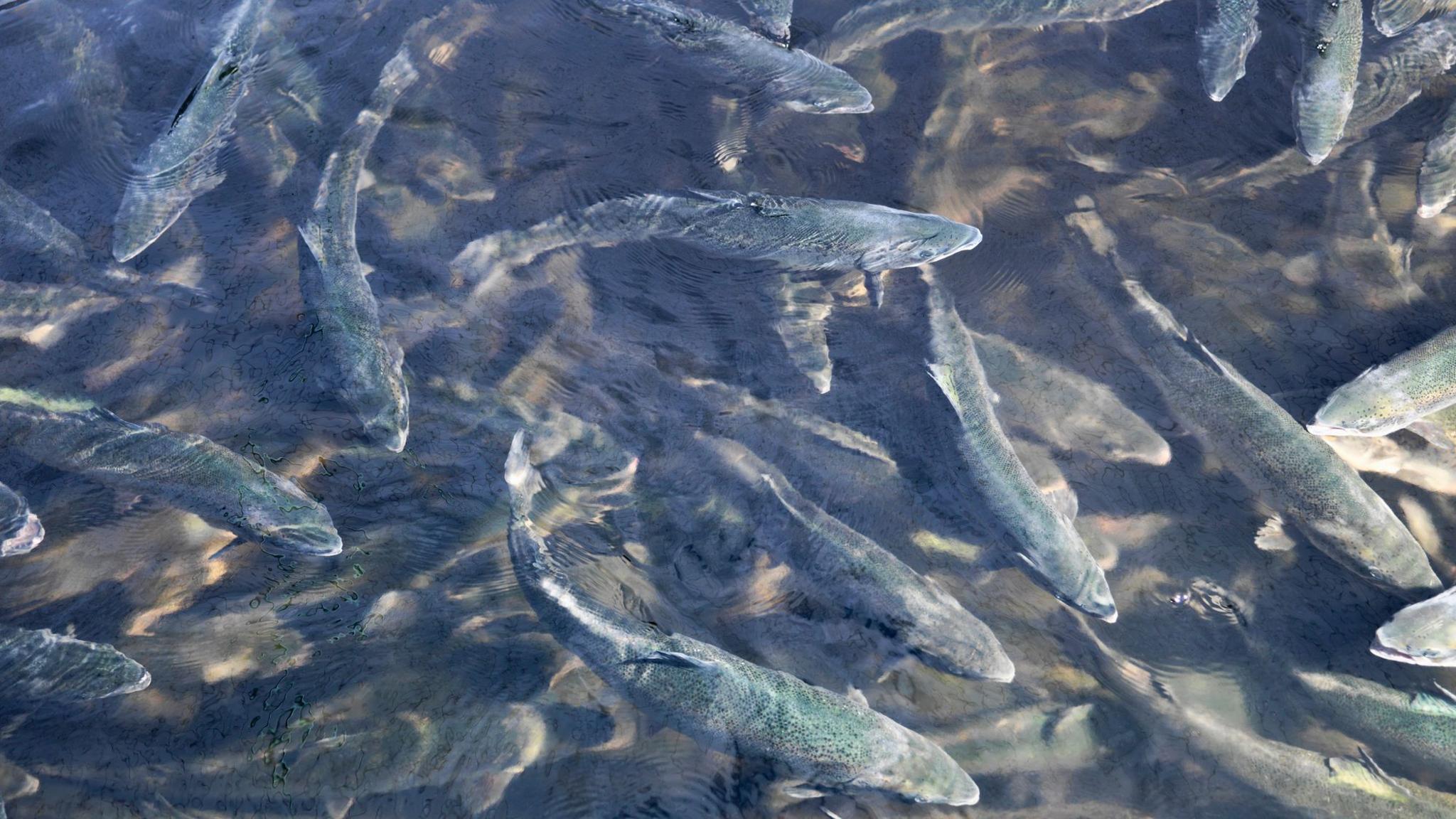 A large number of salmon in a fish farm pen