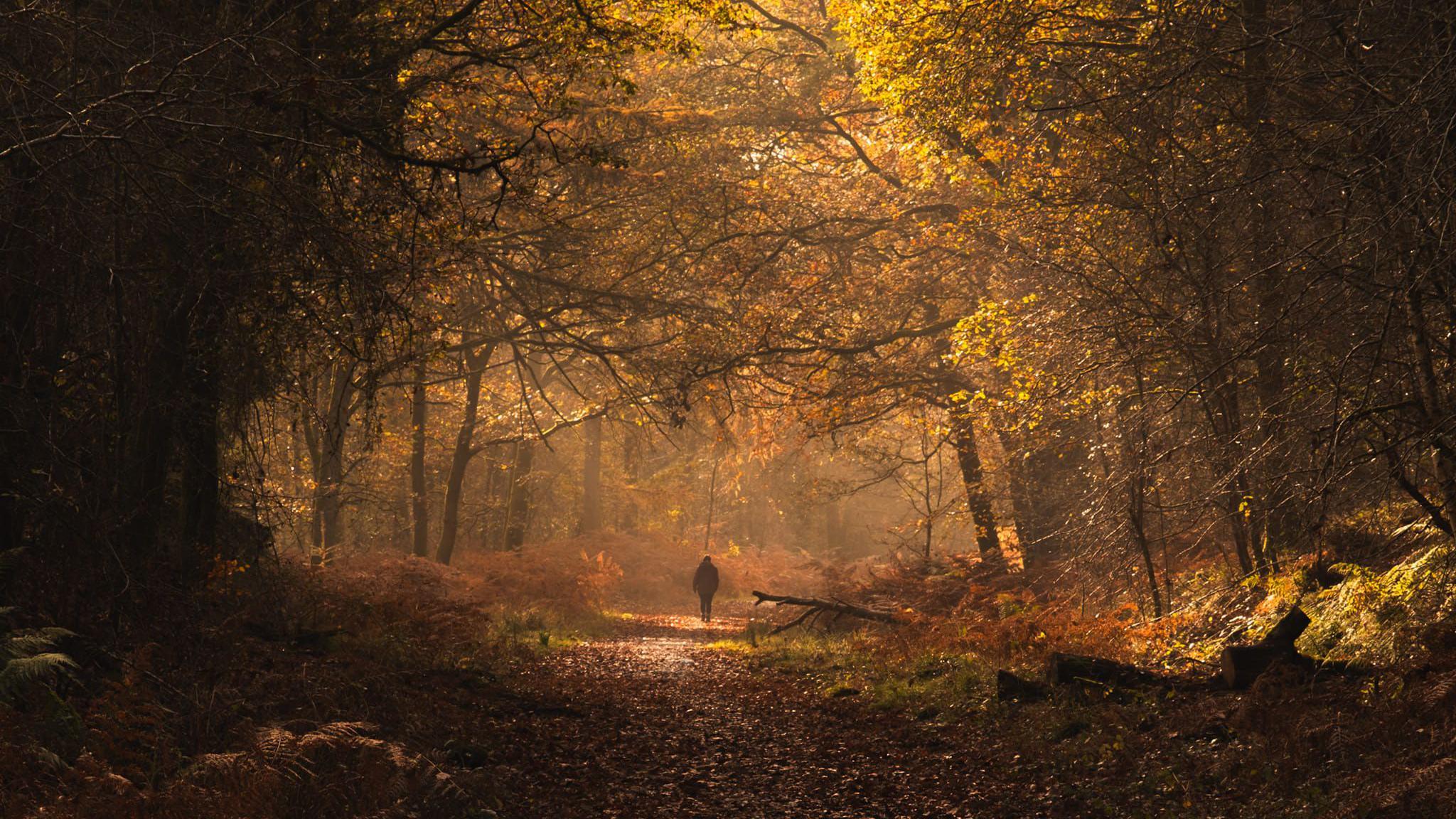 Man in the distance on a walk in the Forest of Dean with trees lit up in an orange hue by the sun surrounding him.