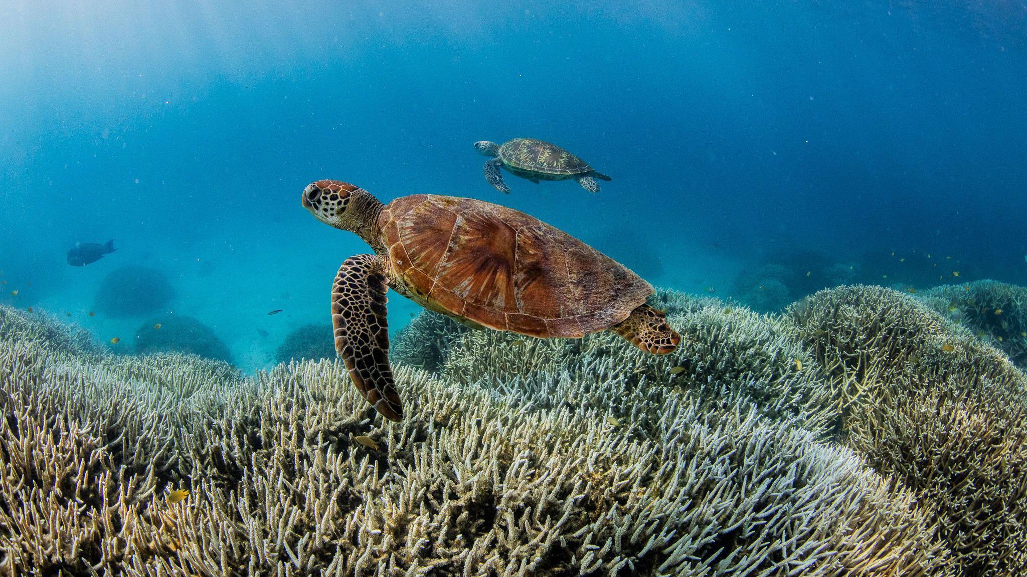 two turtles in ocean near Great Barrier Reef.