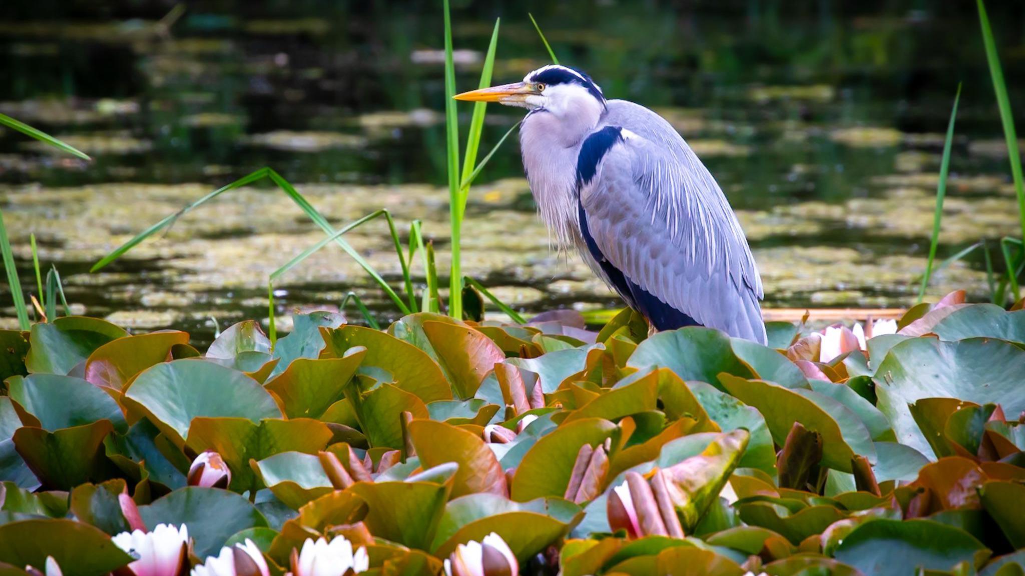 A landscape shot of a crane resting on lily pads on the surface of a river.