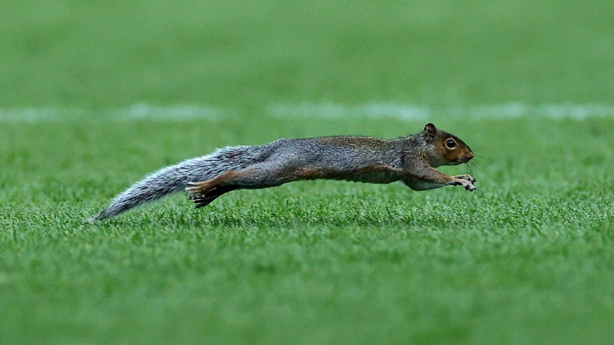 A grey squirrel at Welford Road