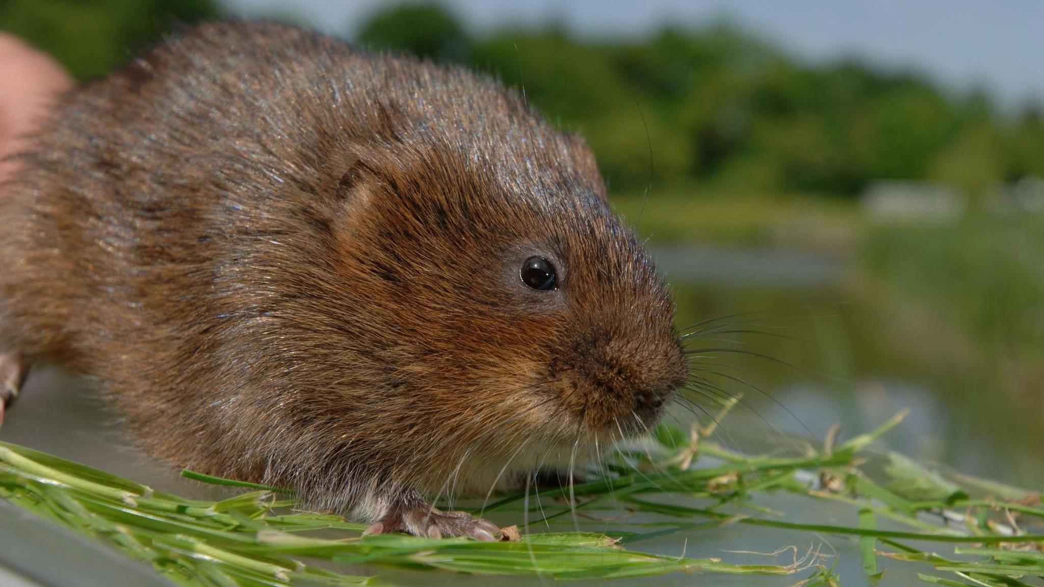 A water vole sitting on green leaves near the water.