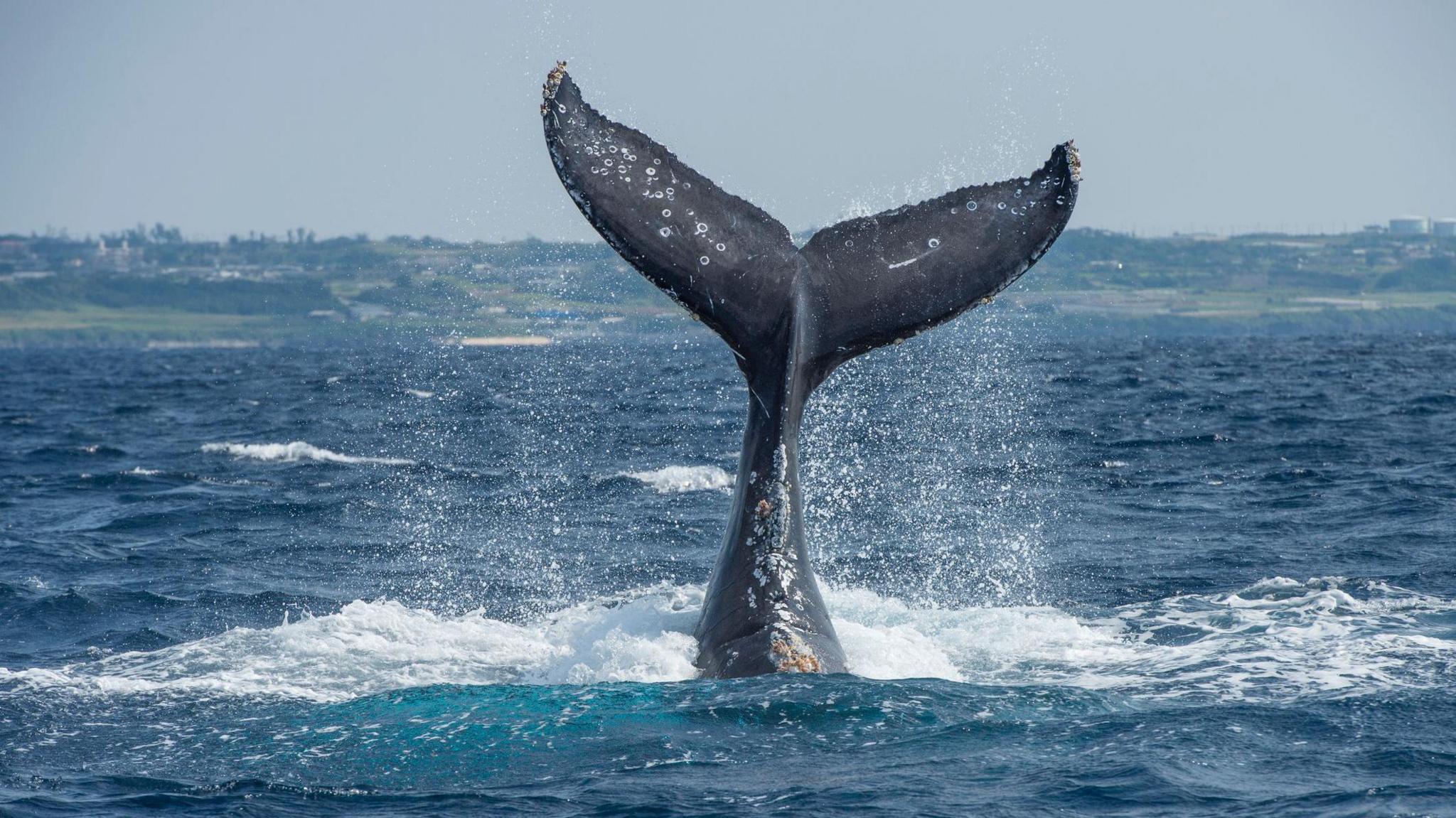 whale tail above the surface of the sea