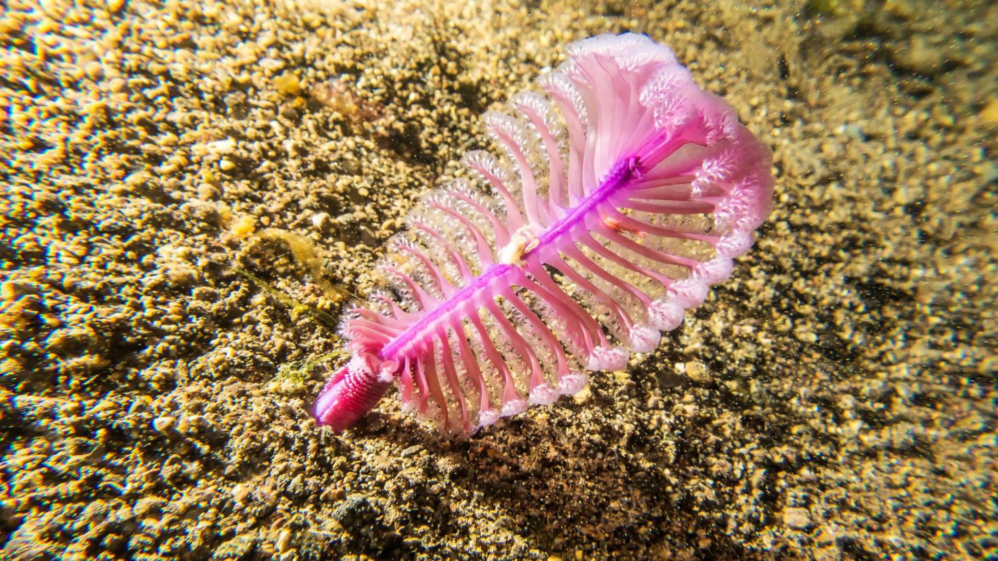 A pink sea pen in the Indo-Pacific Ocean