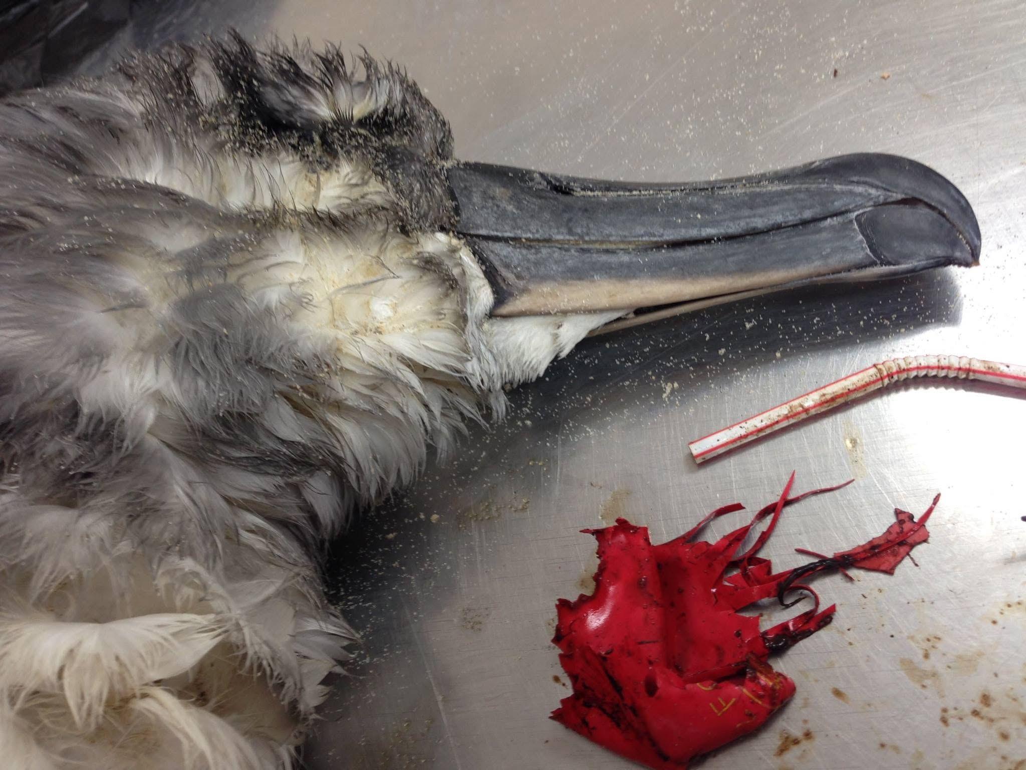 A dead seabird