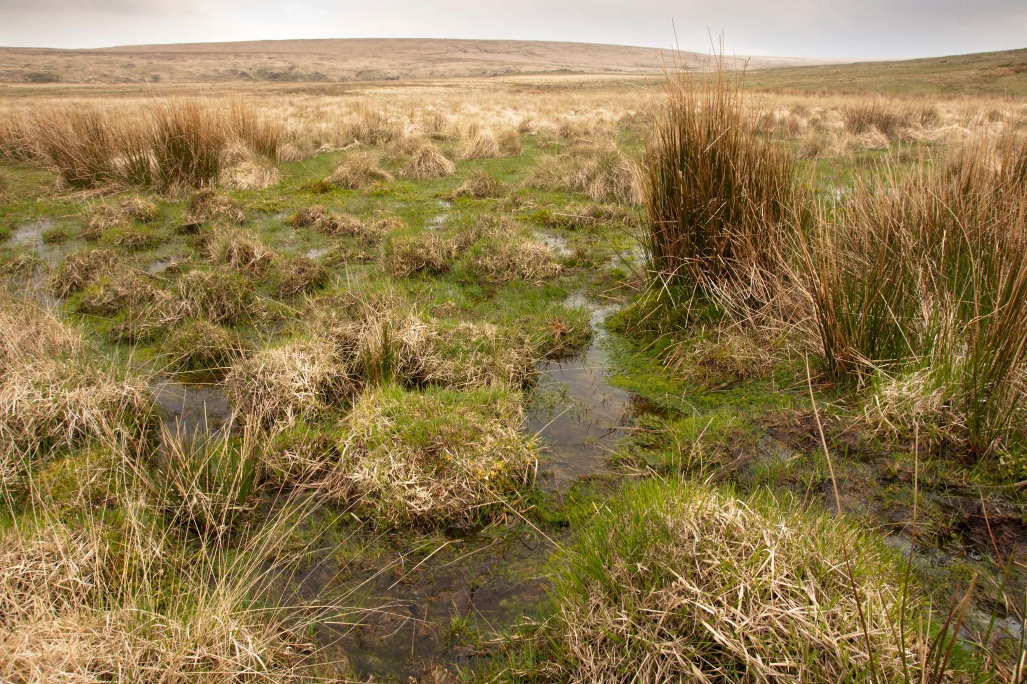 bog on Dartmoor. 