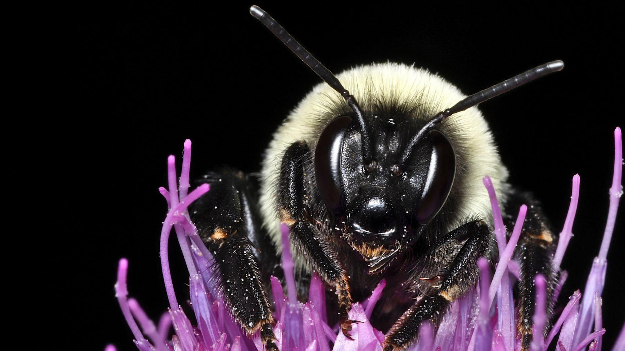 Bumble Bee on Scotch Thistle (Onopordum acanthium)