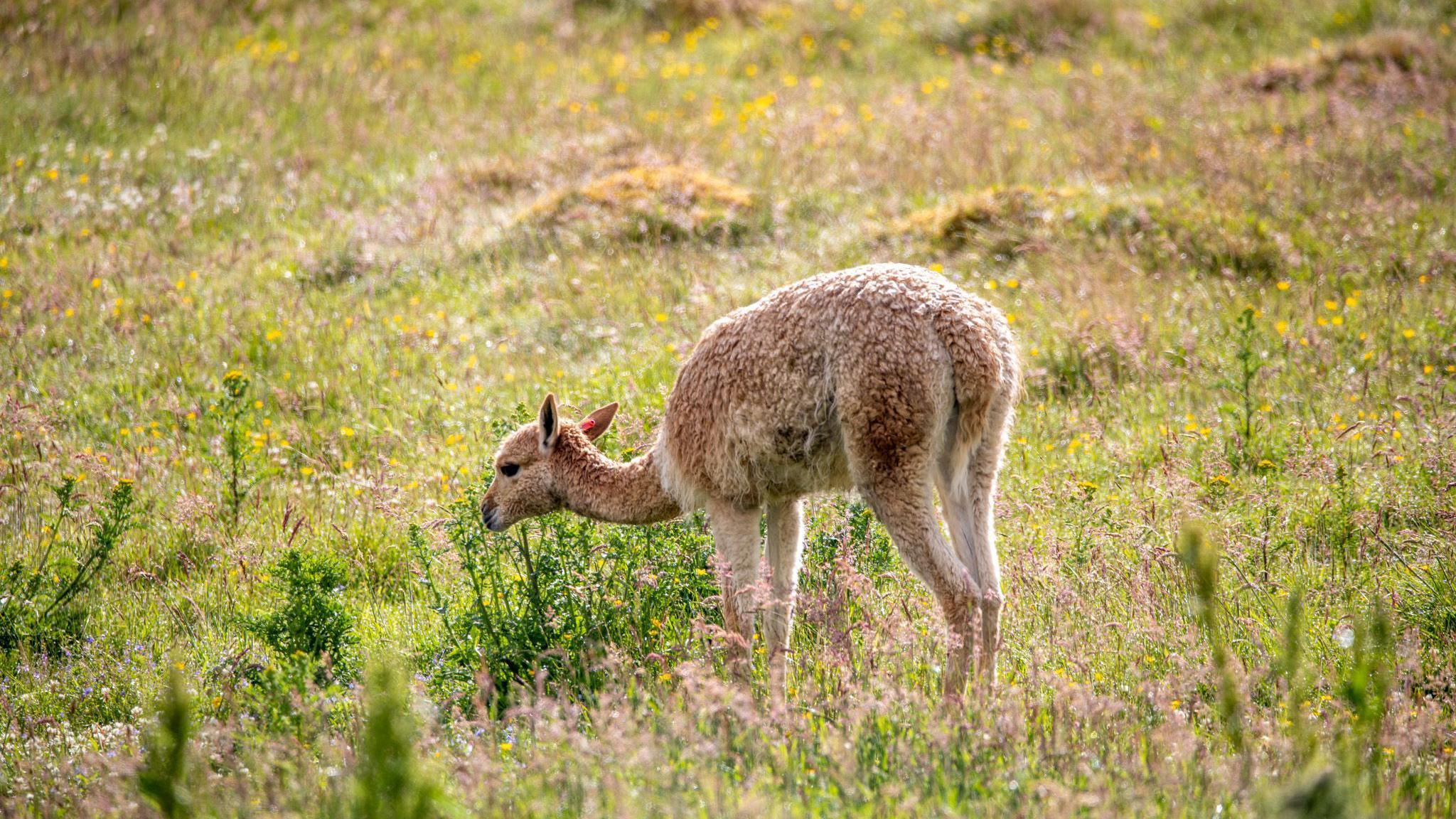 Baby vicuna or cria nibbling at something in a field full of grass and wild plants.
Copyright 
