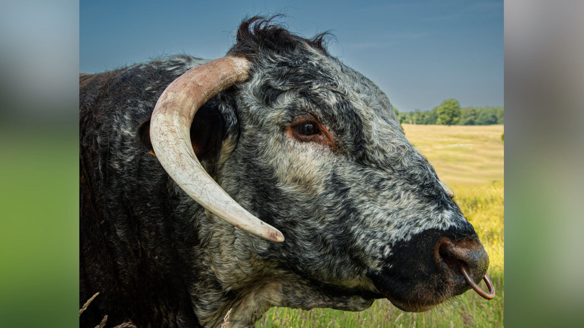 Grazing longhorn cattle at Scotney Castle, near Tunbridge Wells.