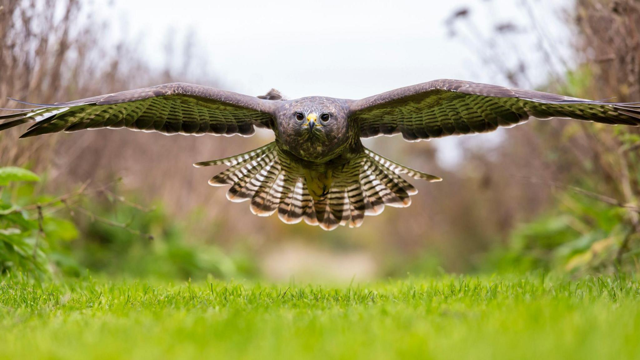 Buzzard