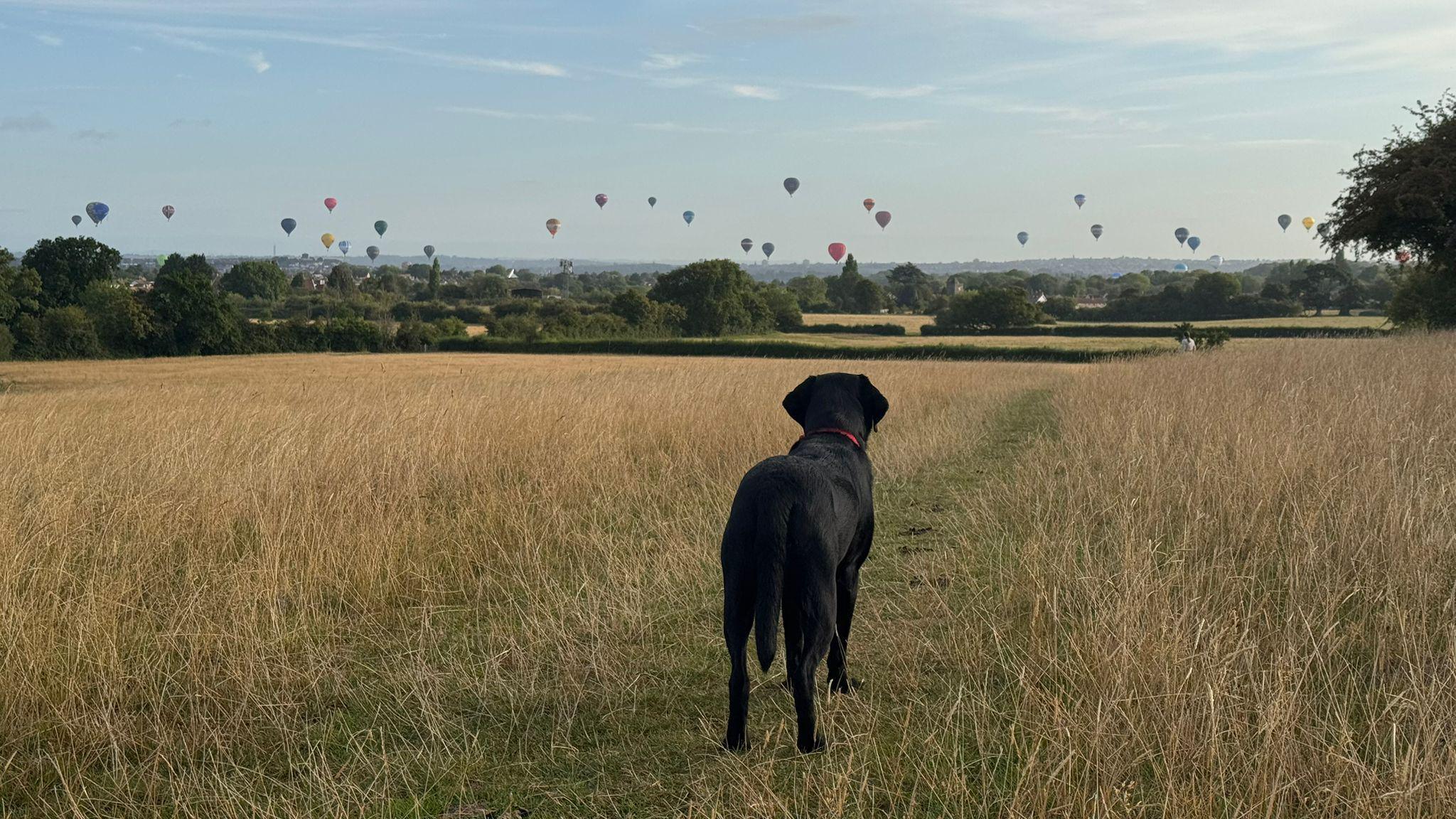 A black labrador is standing in a grassy field looking towards a number of hot air balloons flying in the distance. There are about 30 to 40 balloons which appear as small dots in the sky above the horizon.