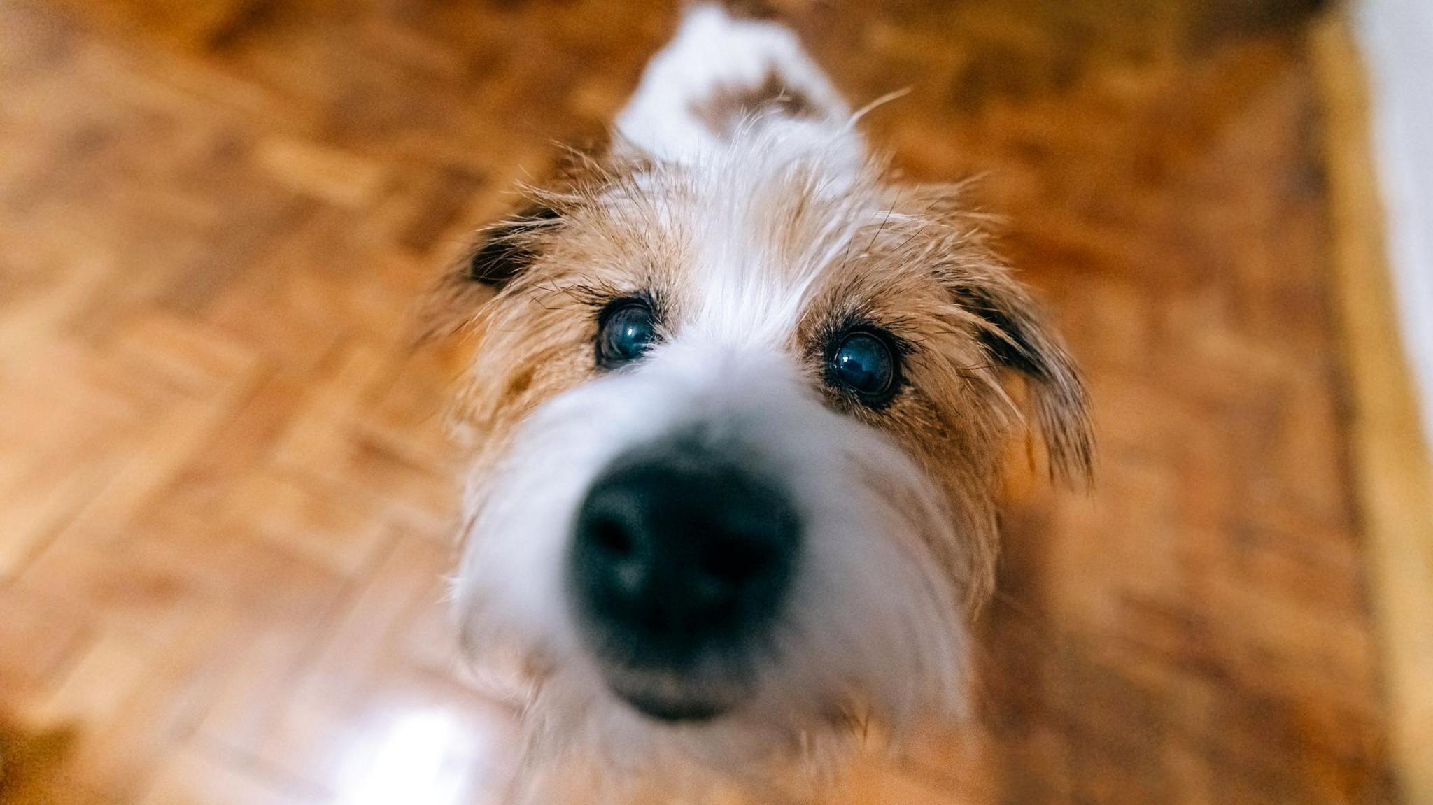 Jack Russell dog looks at camera. Its nose is very close to the lense.