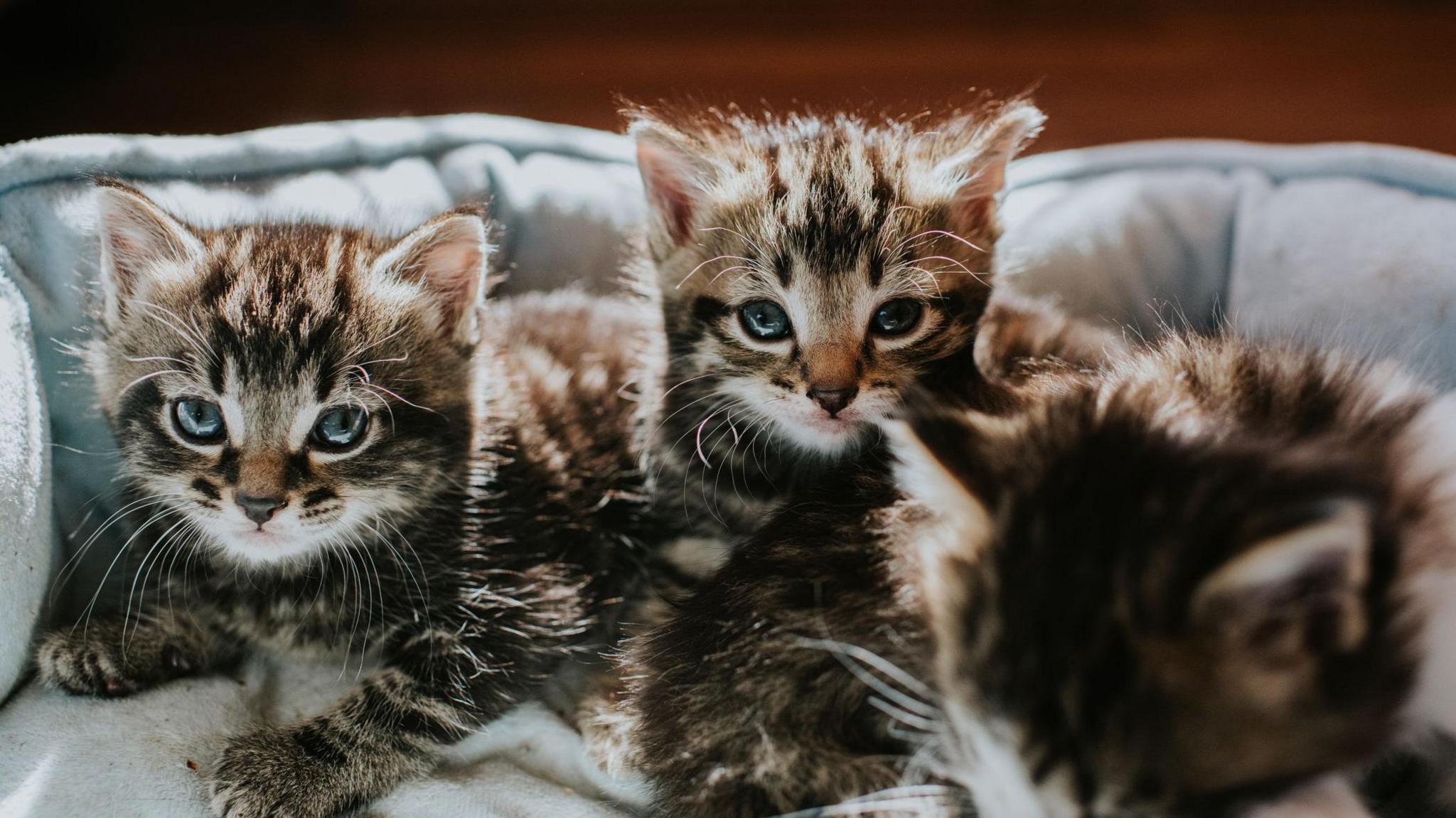 Three small brown tabby kittens are sitting next to each other in a pet bed, two are staring at the camera with their blue eyes while the other looks away from the camera.