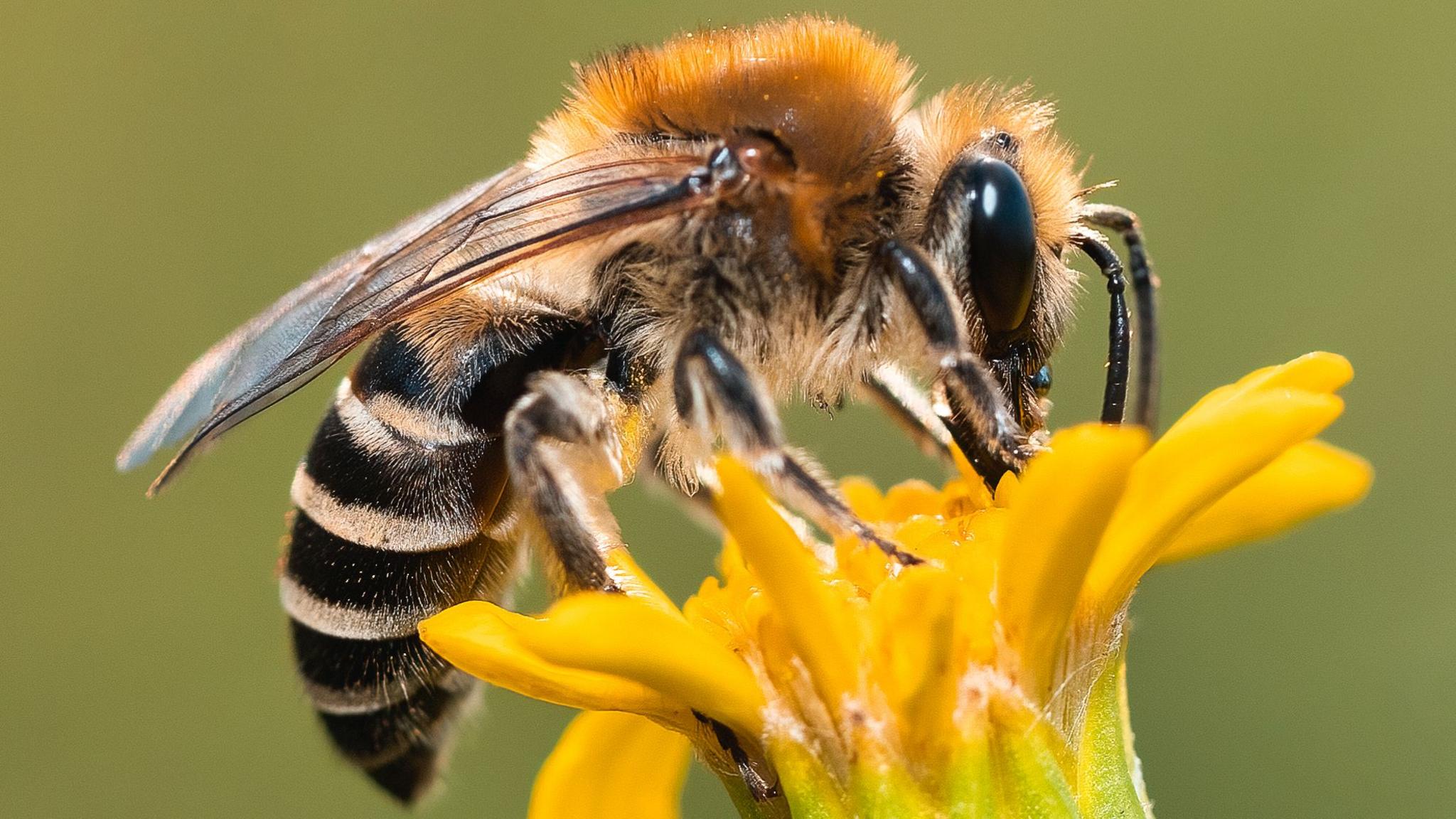 A honey bee resting on a yellow flower. It is mainly black with faint yellow stripes, golden at the top and with clear wings.