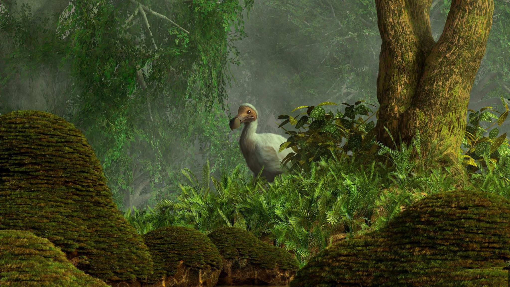 An illustration of a dodo.