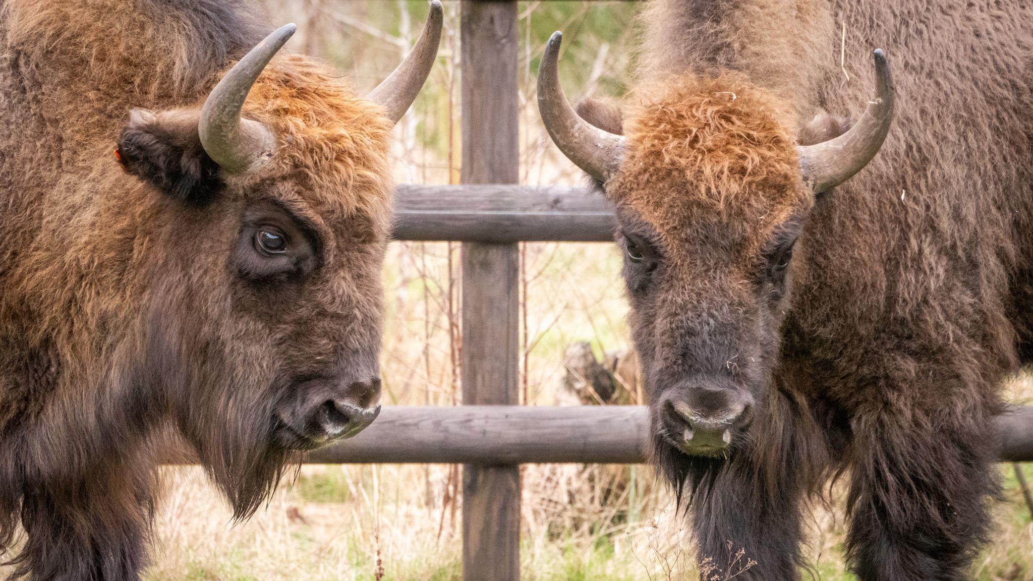 Close up shot of heads of two bison Fury and Haze at Wildwood 