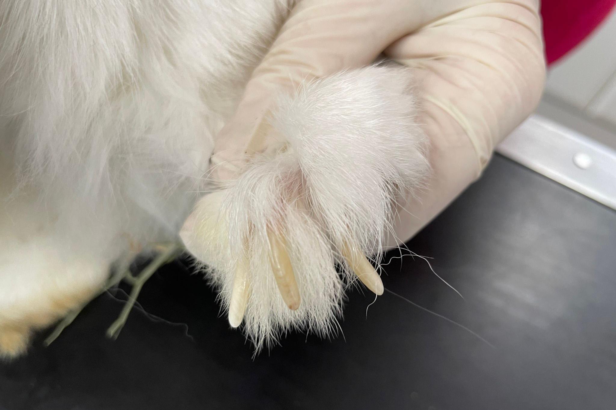 Long nails on the foot of a rabbit