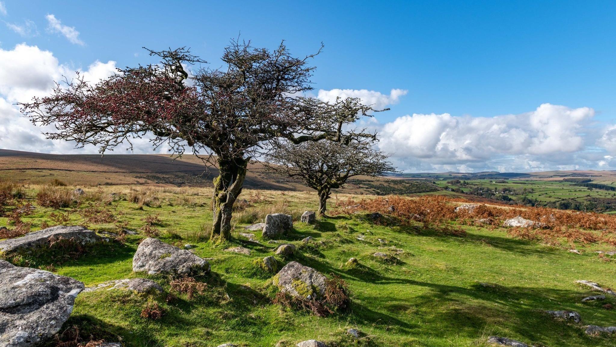 Trees growing on rocky moorland in West Devon. The green landscape is set against a blue sky with scattered clouds