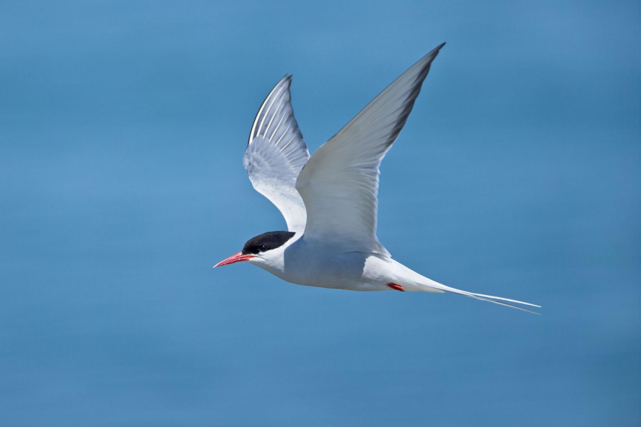 Arctic tern in flight