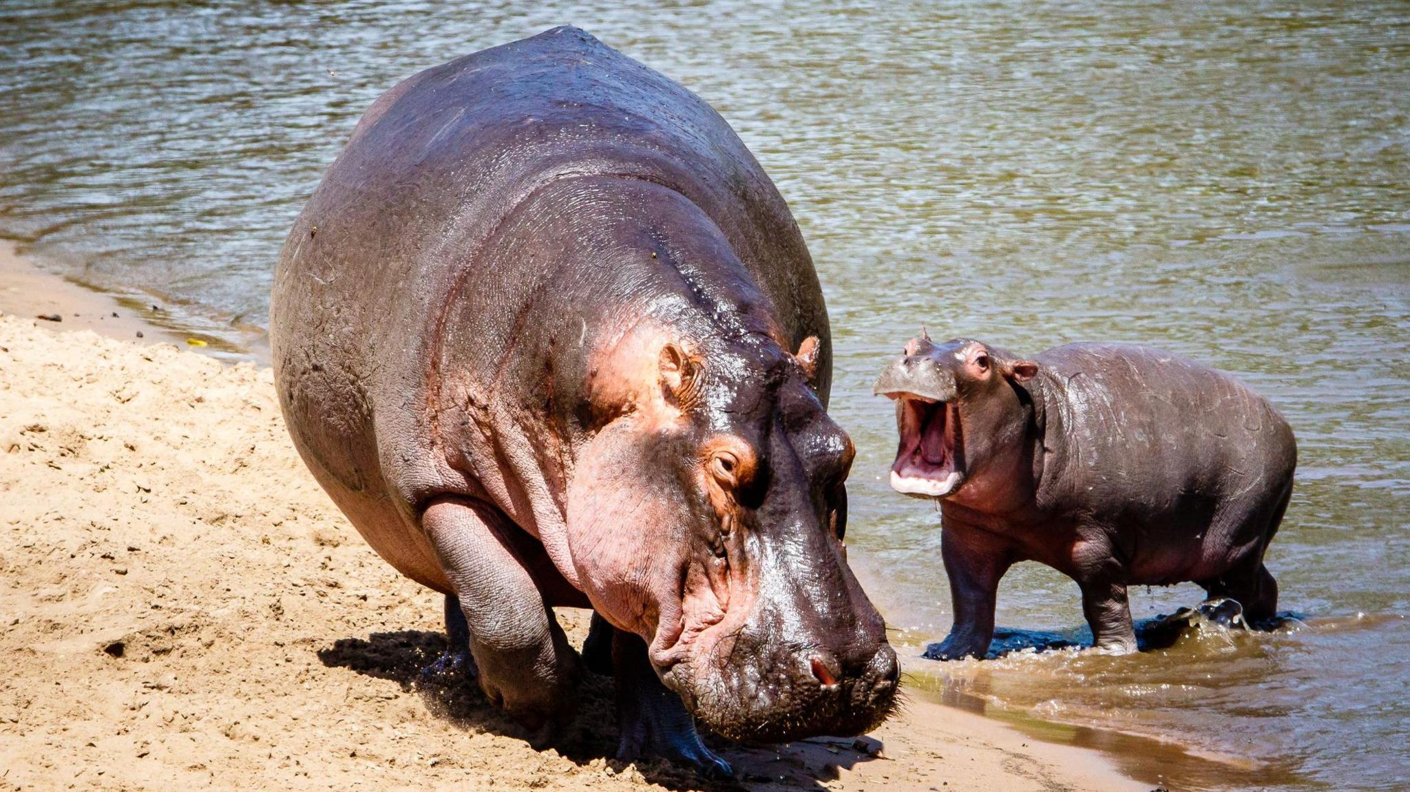 Hippo and baby hippo on a riverbank.