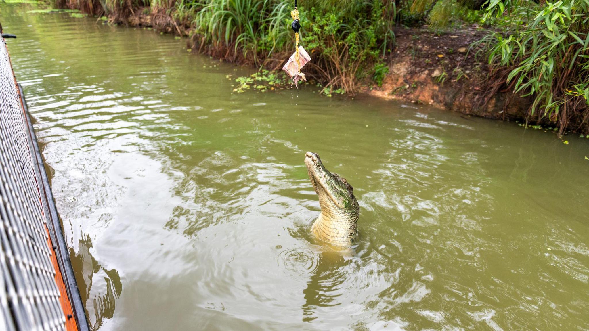 A croc being fed on a jumping croc tour near Darwin