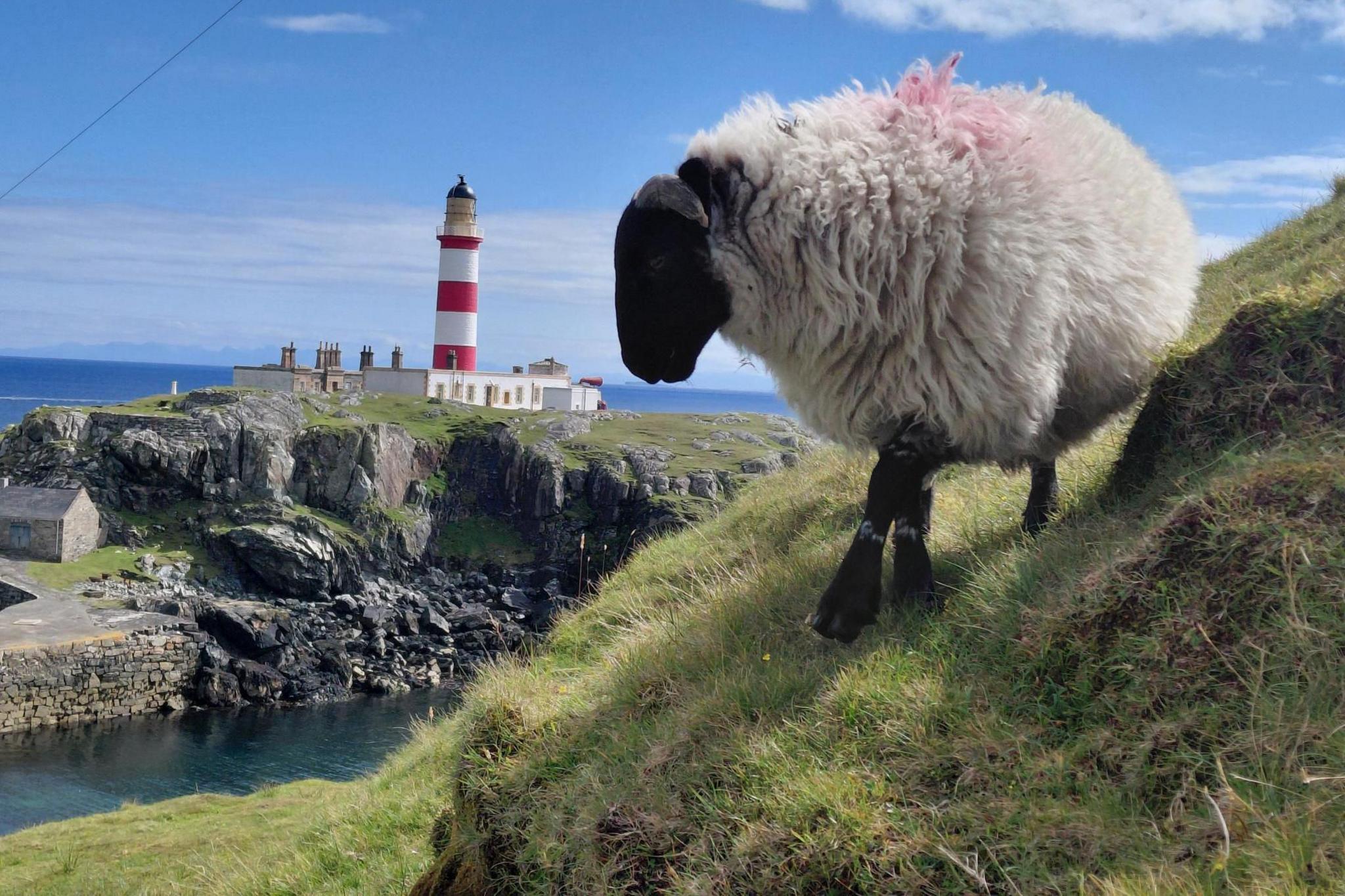 A sheep teeters on the side of a grassy slope. A red and white lighthouse is in the background. Because of the perspective the sheep looks gigantic.