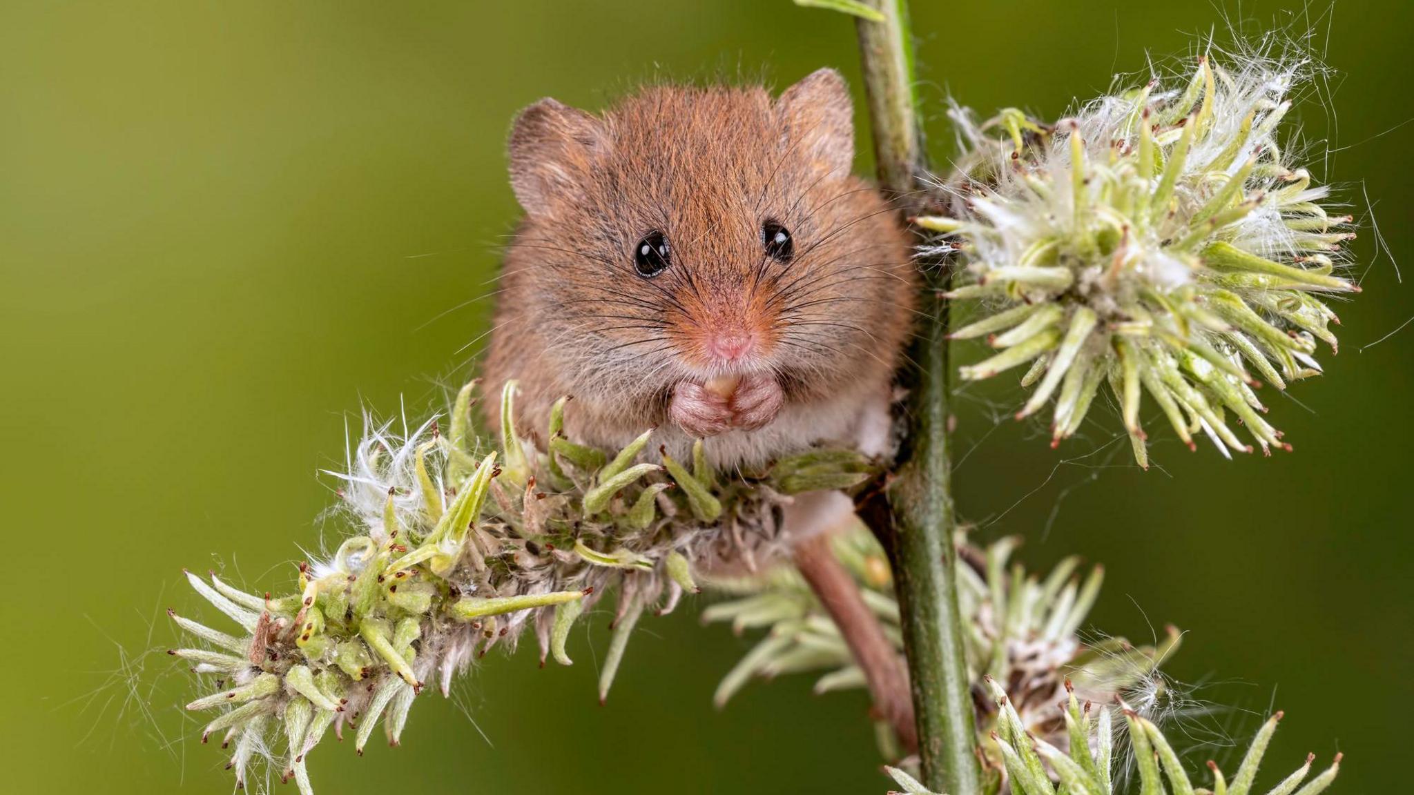 a picture of a harvest mouse on a branch.