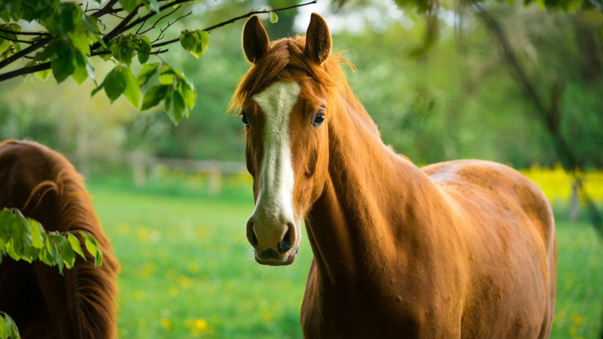 A horse in a paddock looks at the camera