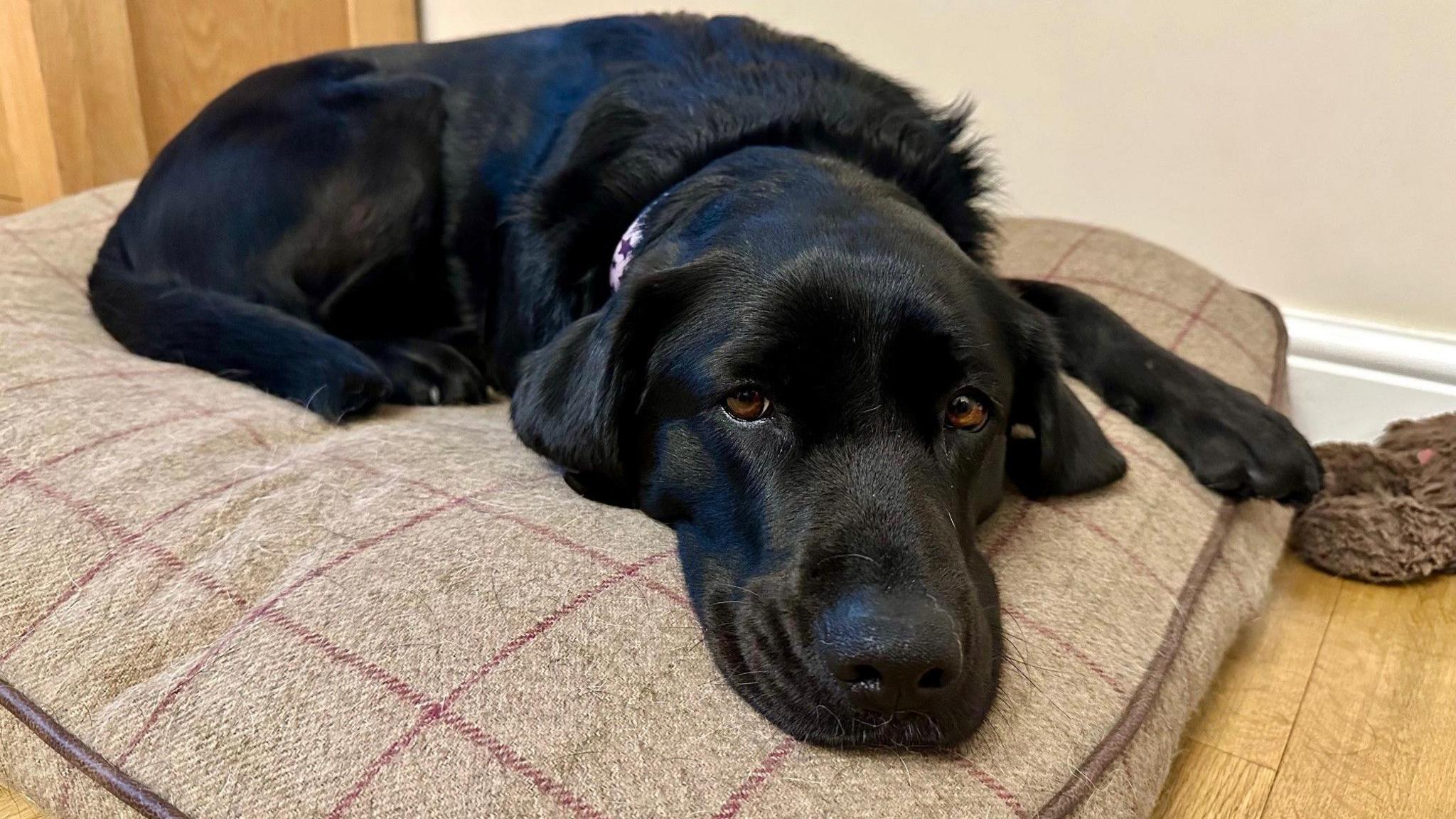 A black Labrador looks up while lying on a light brown cushion.