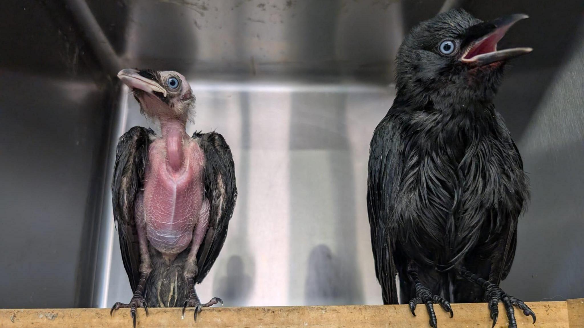 Two black jackdaw fledglings perched on a stick in a metal cage, one has no feathers on its head or chest and is very small.