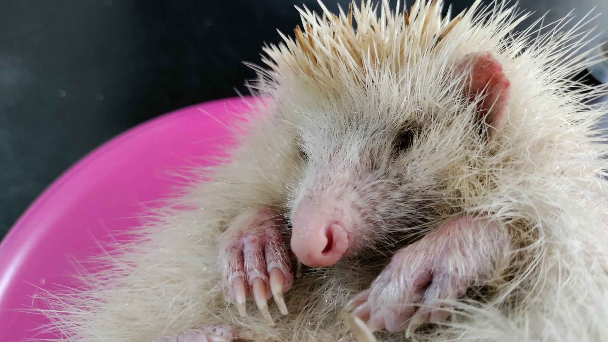 A blonde Alderney hedgehog in a little bowl. It has pink paws with long nails, pink curved ears and a pink nose. The rest of it face and chest is covered with white fur while white spikes cover the top of it head and shoulders.