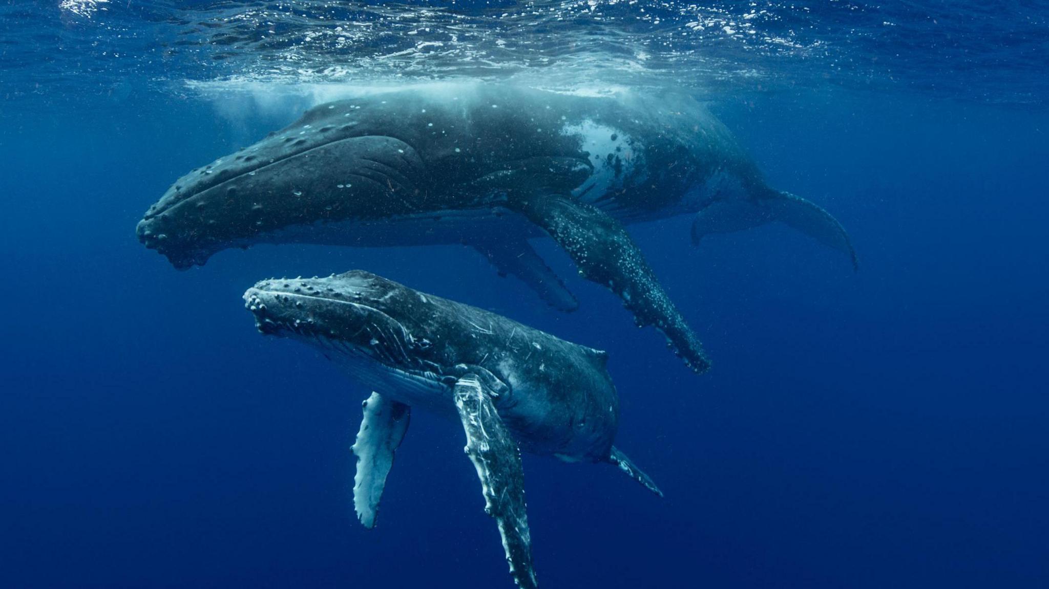 Humpback whales 