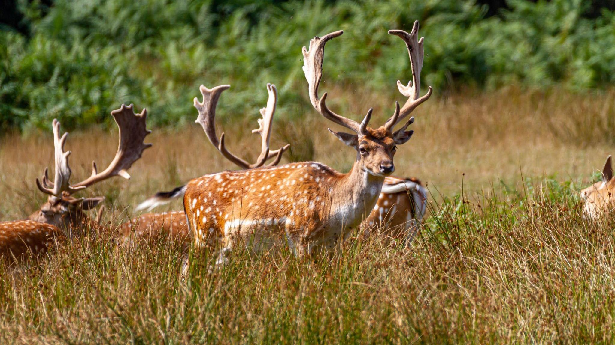 A fallow deer pictured in Bolderwood in the New Forest 