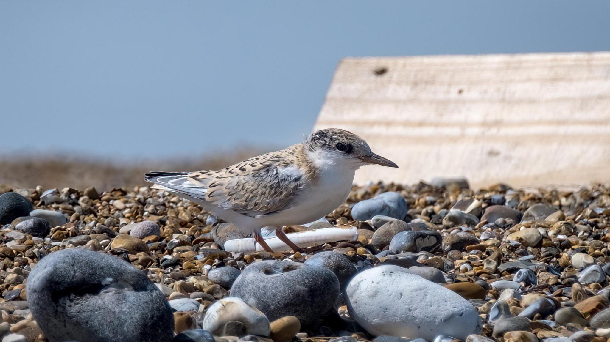 A little tern on Blakeney Point in Norfolk.